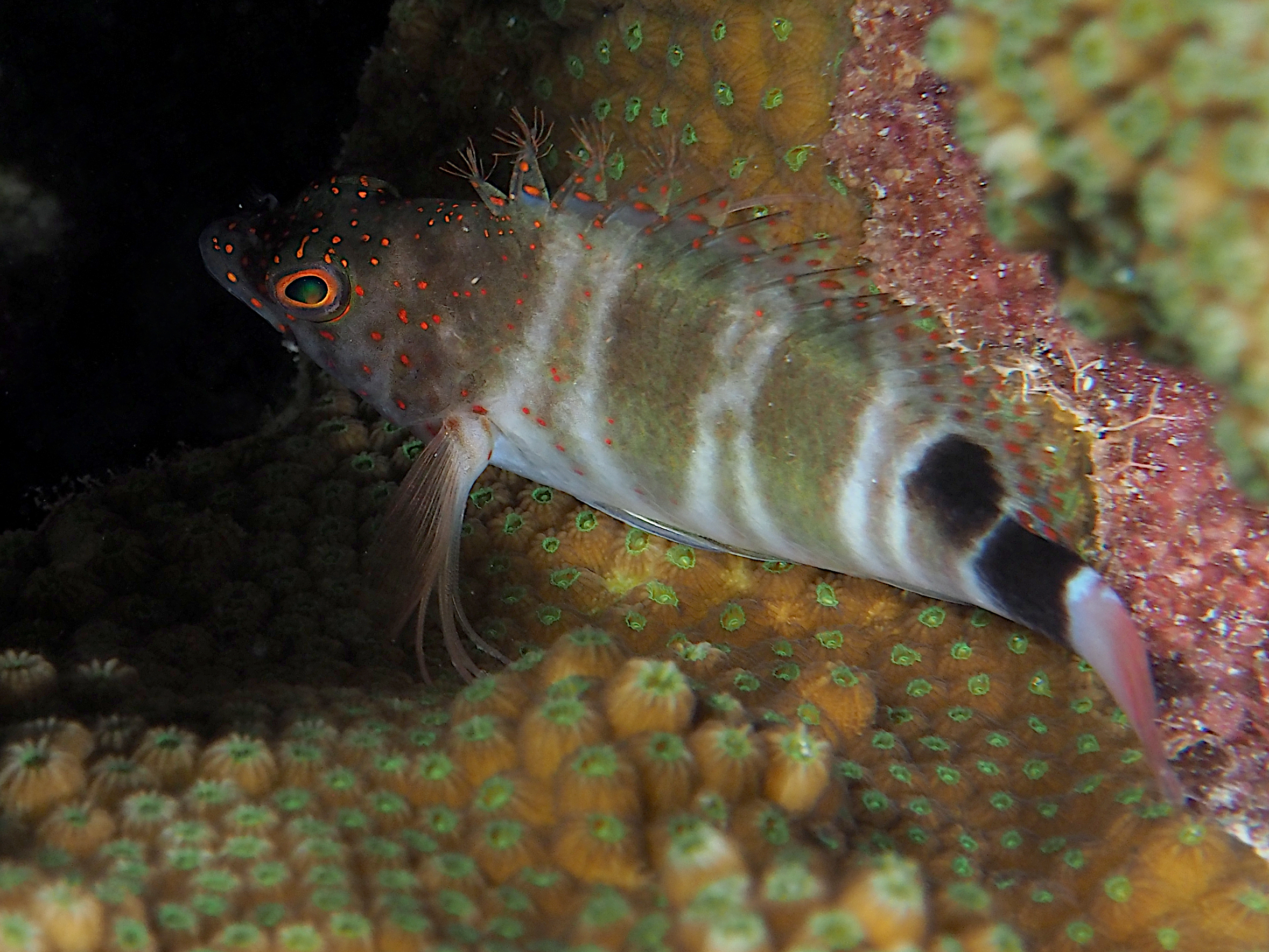 Redspotted Hawkfish - Amblycirrhitus pinos