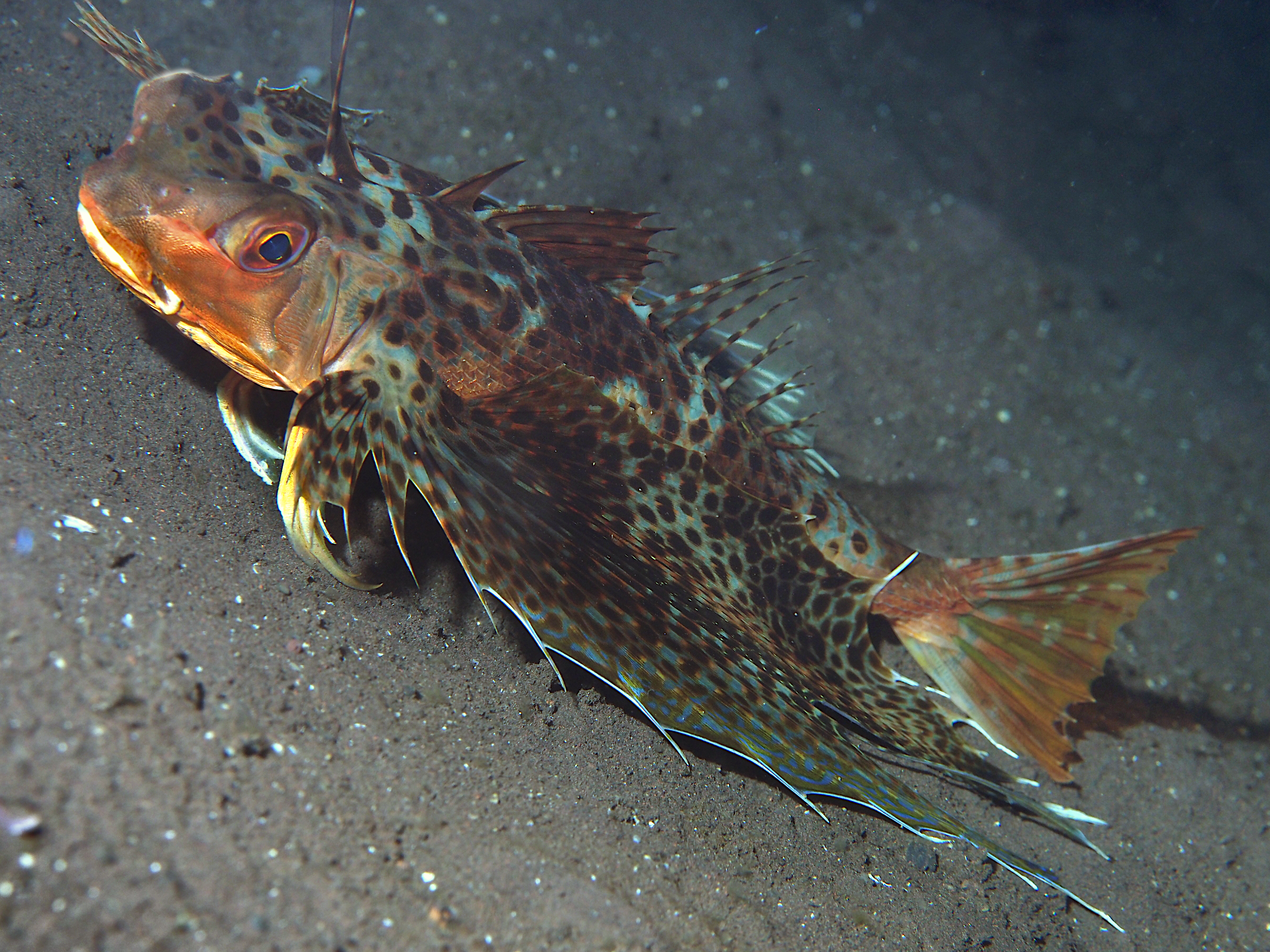 Oriental Flying Gurnard - Dactyloptena orientalis