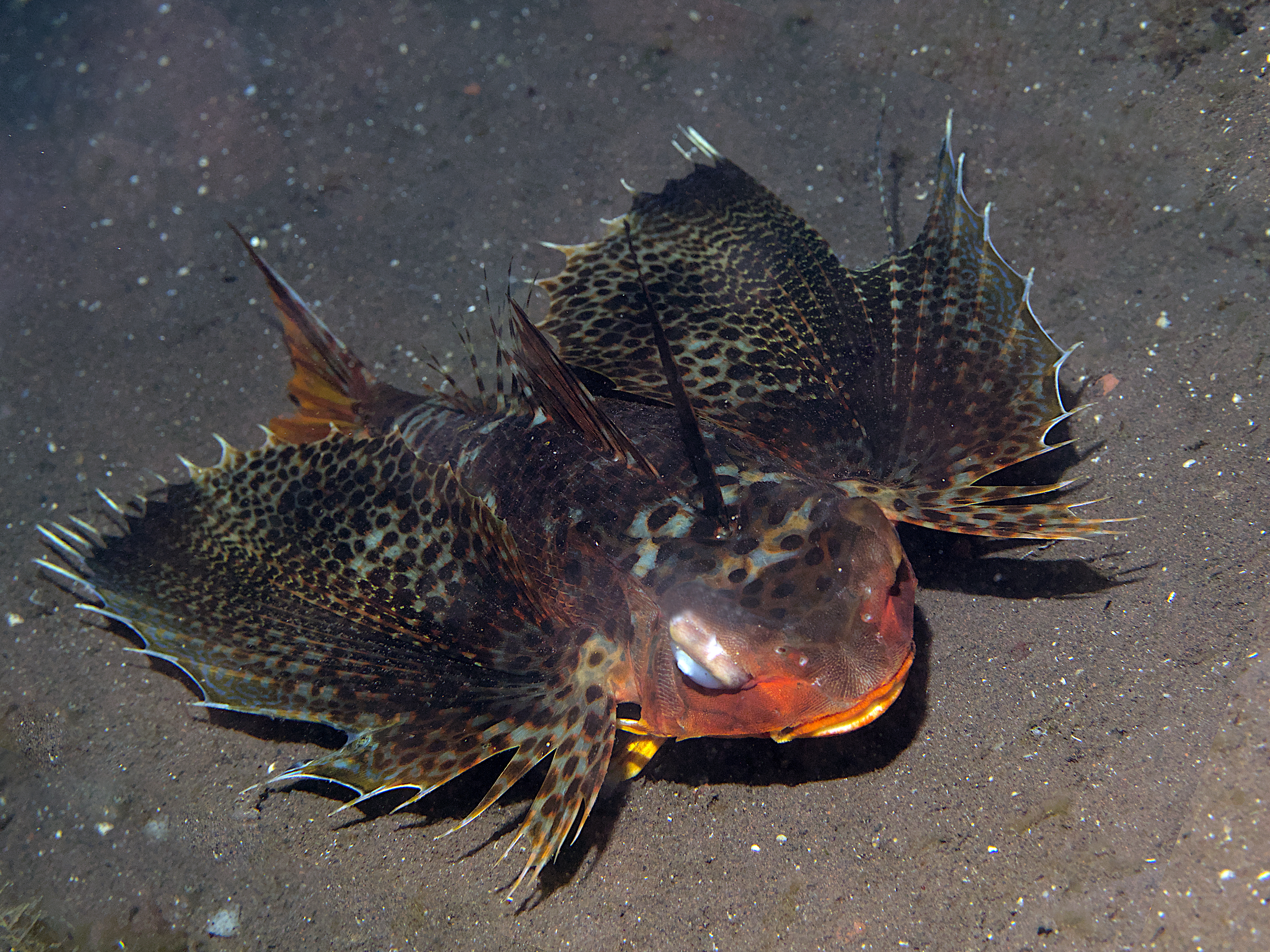 Oriental Flying Gurnard - Dactyloptena orientalis