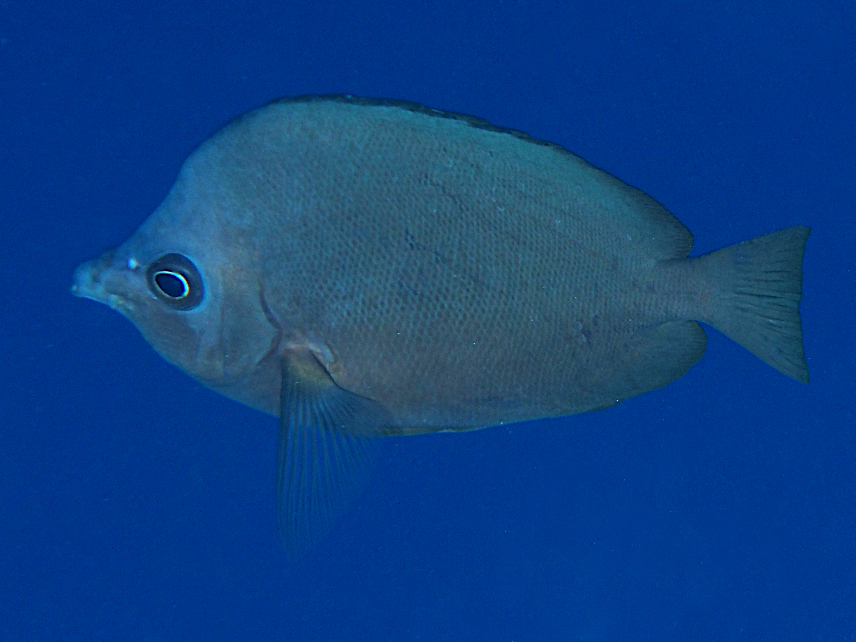 Gray Butterflyfish - Hemitaurichthys thompsoni