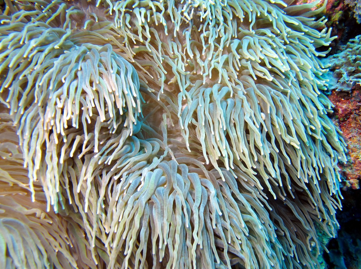 Leathery Sea Anemone - Heteractis crispa