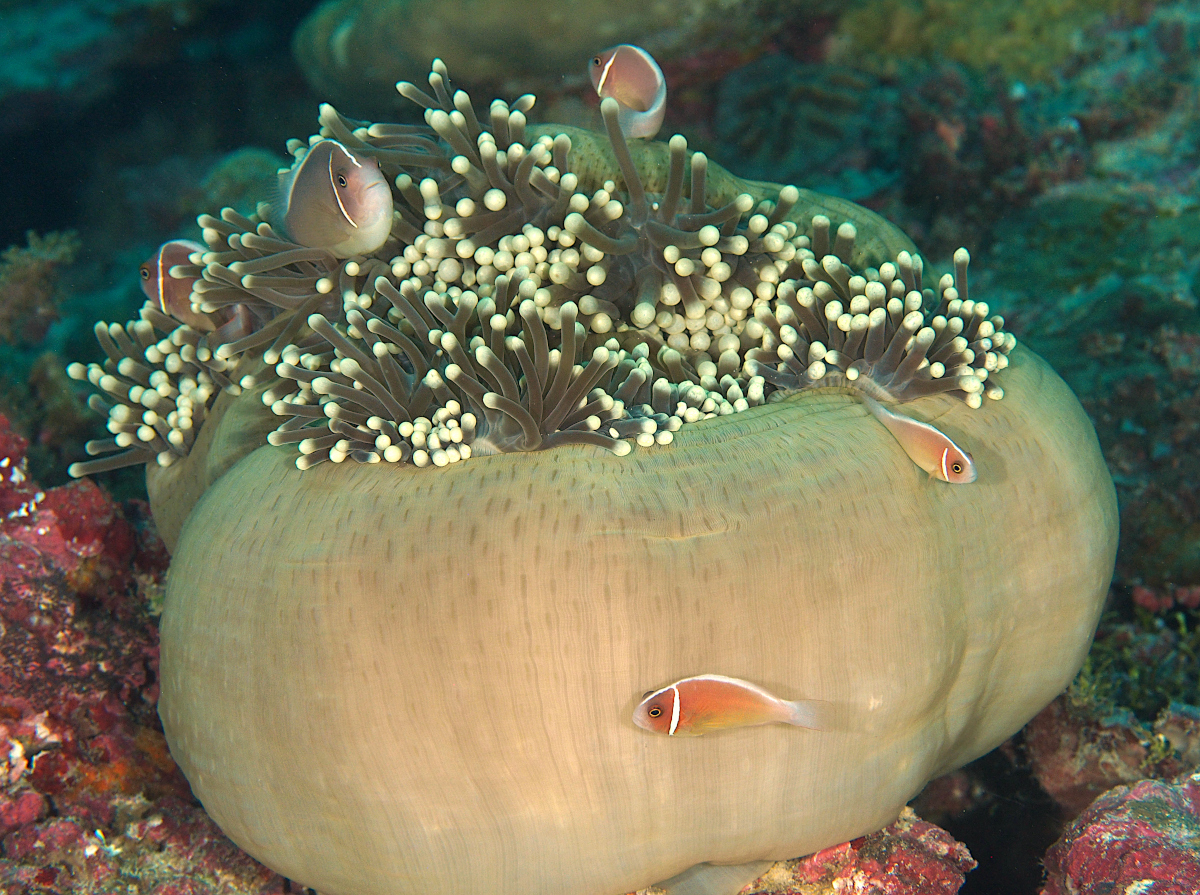 Magnificent Sea Anemone - Heteractis magnifica