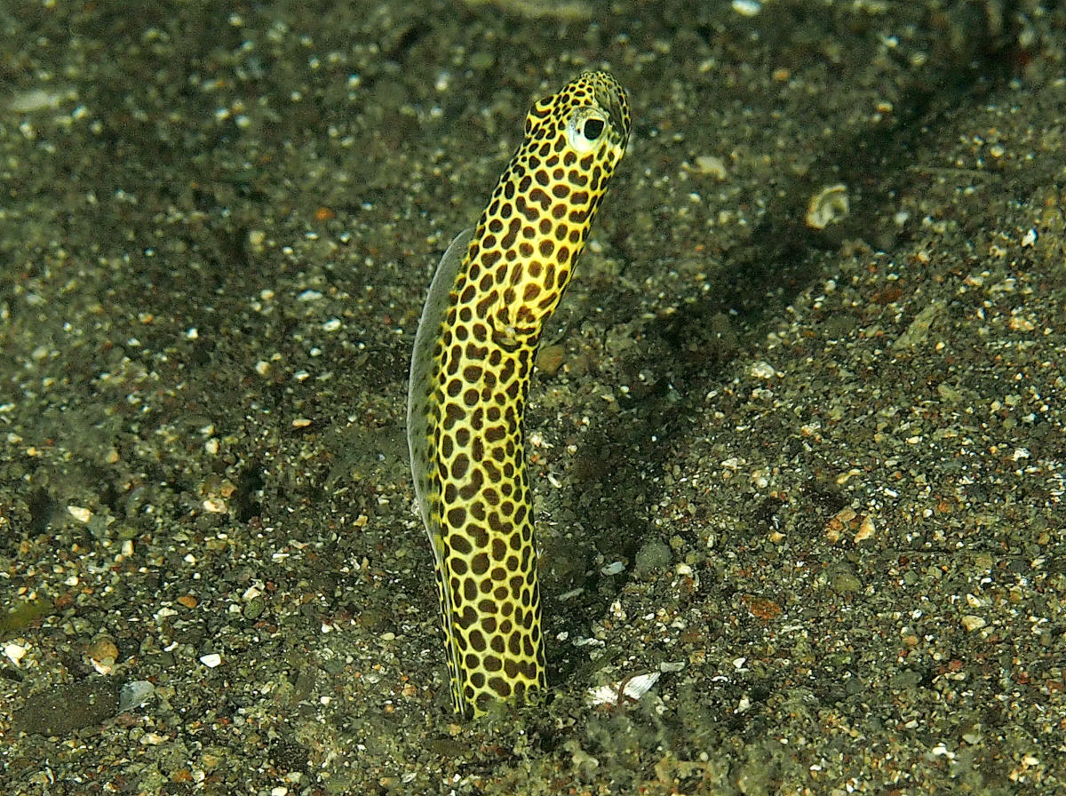 Taylor's Garden Eel - Heteroconger taylori - Anilao, Philippines