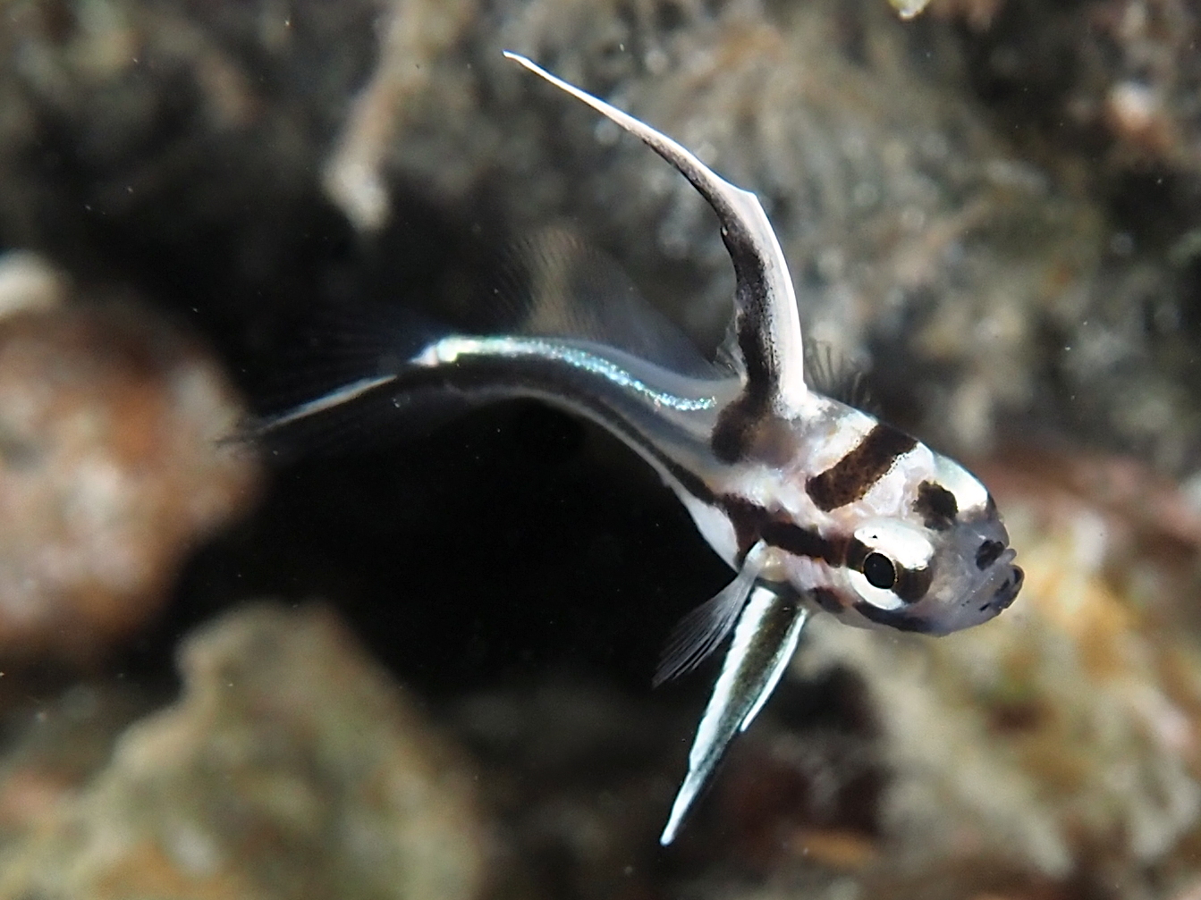 High Hat - Pareques acuminatus