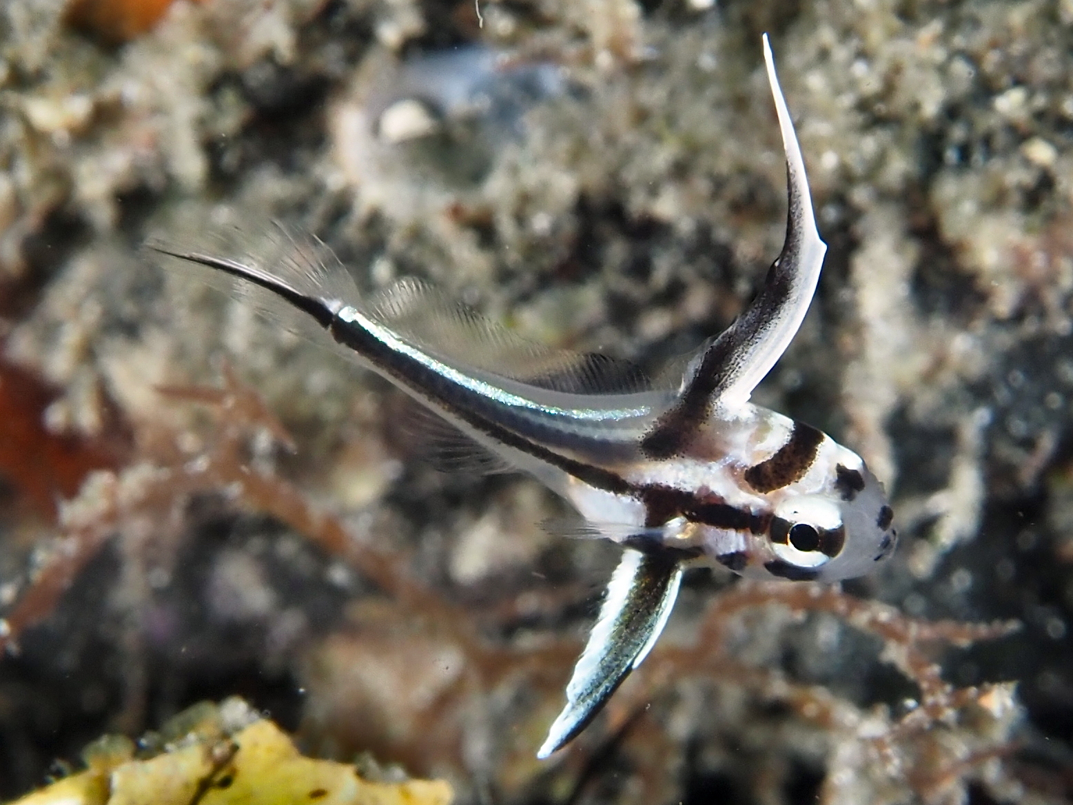 High Hat - Pareques acuminatus