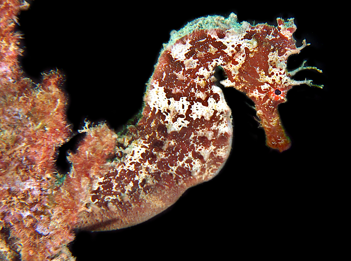 Pacific Seahorse - Hippocampus ingens