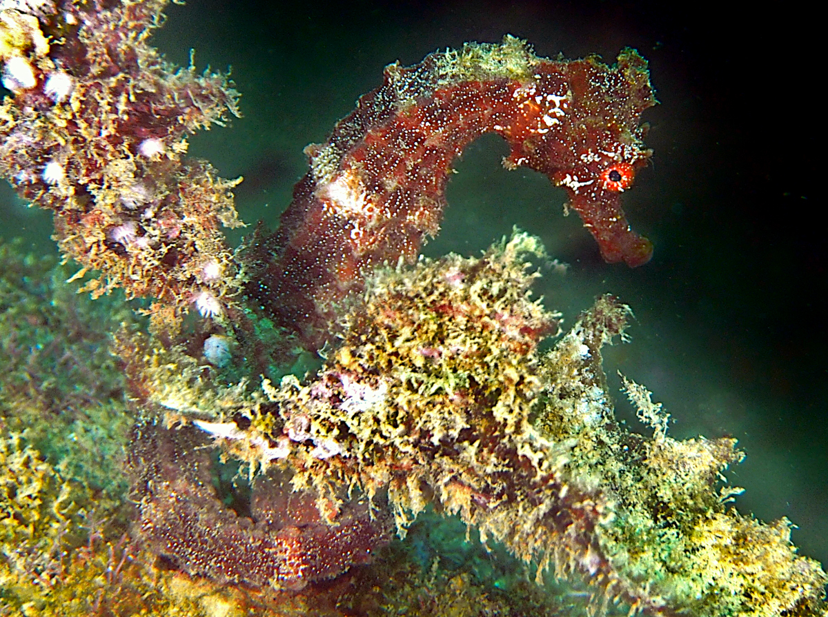 Pacific Seahorse - Hippocampus ingens