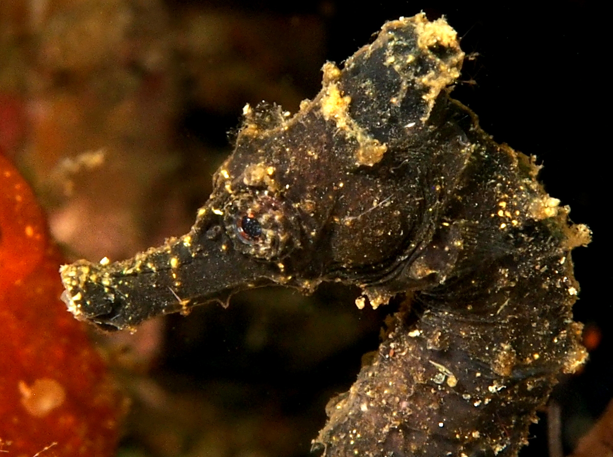 Great Seahorse - Hippocampus kelloggi