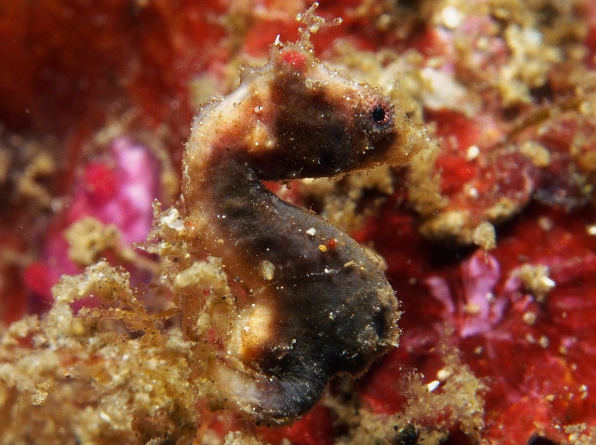 Pontoh's Pygmy Seahorse - Hippocampus pontohi