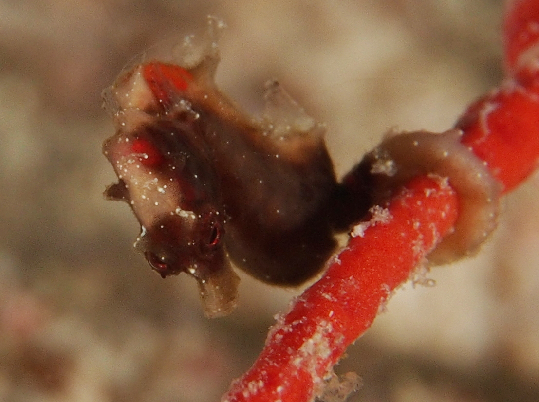 Pontoh's Pygmy Seahorse - Hippocampus pontohi