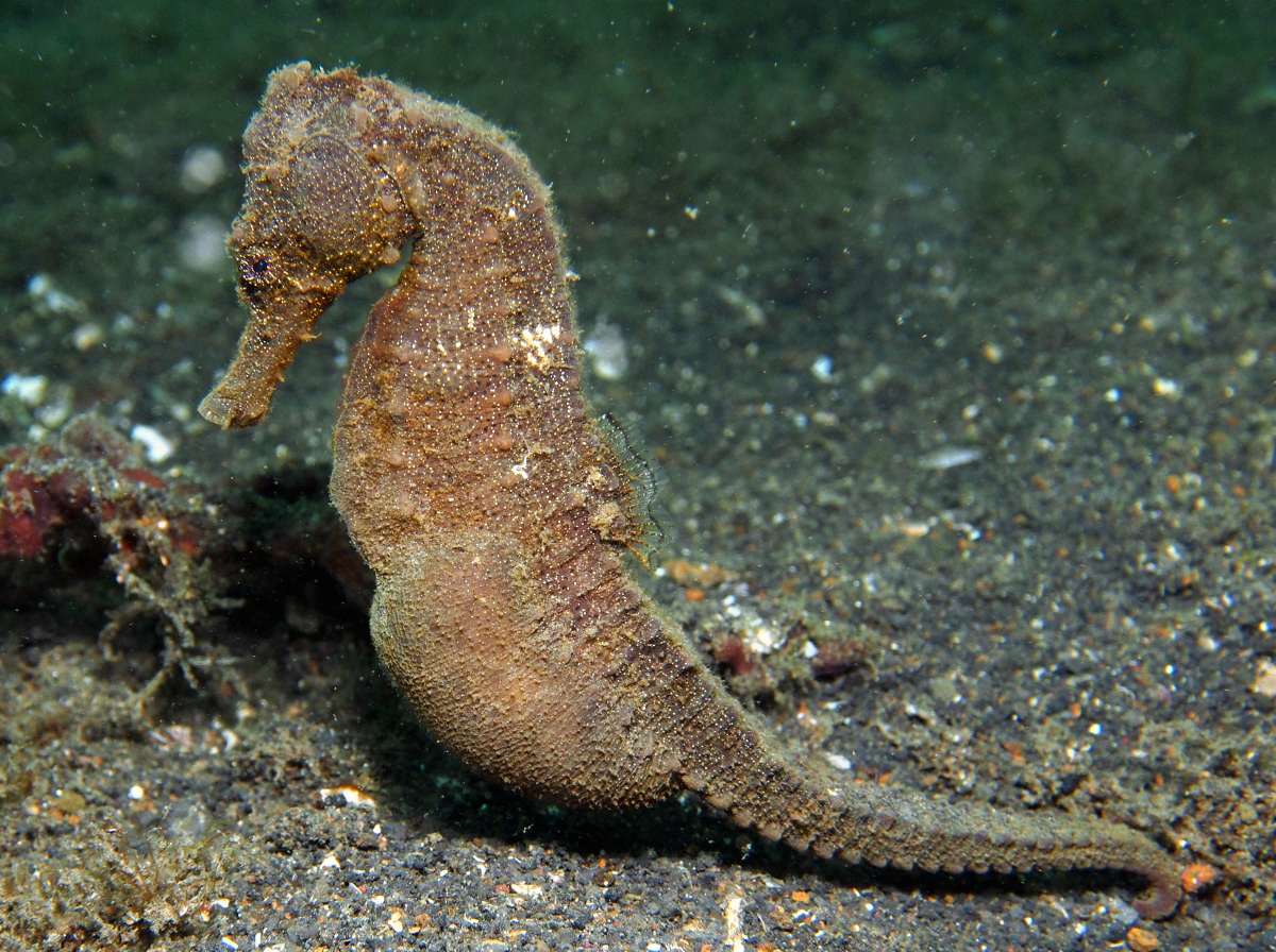 Smooth Seahorse - Hippocampus trimaculatus - Lembeh Strait, Indonesia