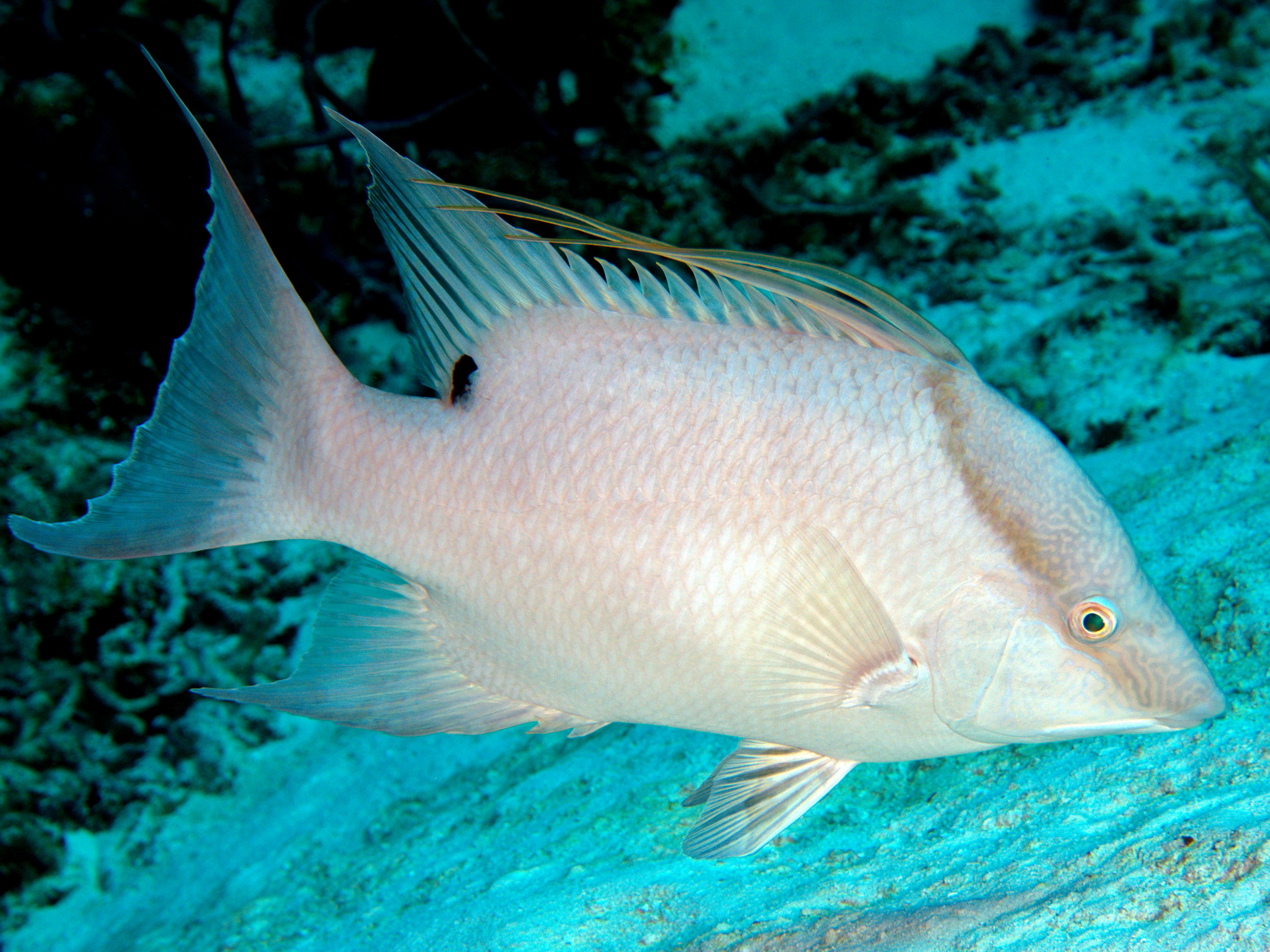 Hogfish - Lachnolaimus maximus