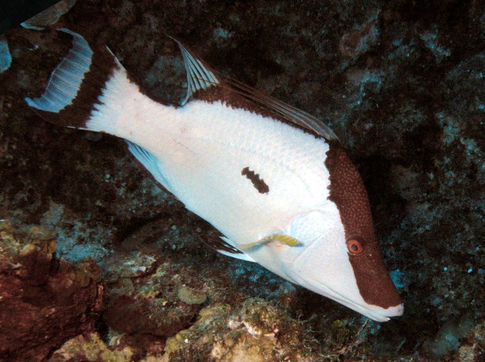 Hogfish - Lachnolaimus maximus