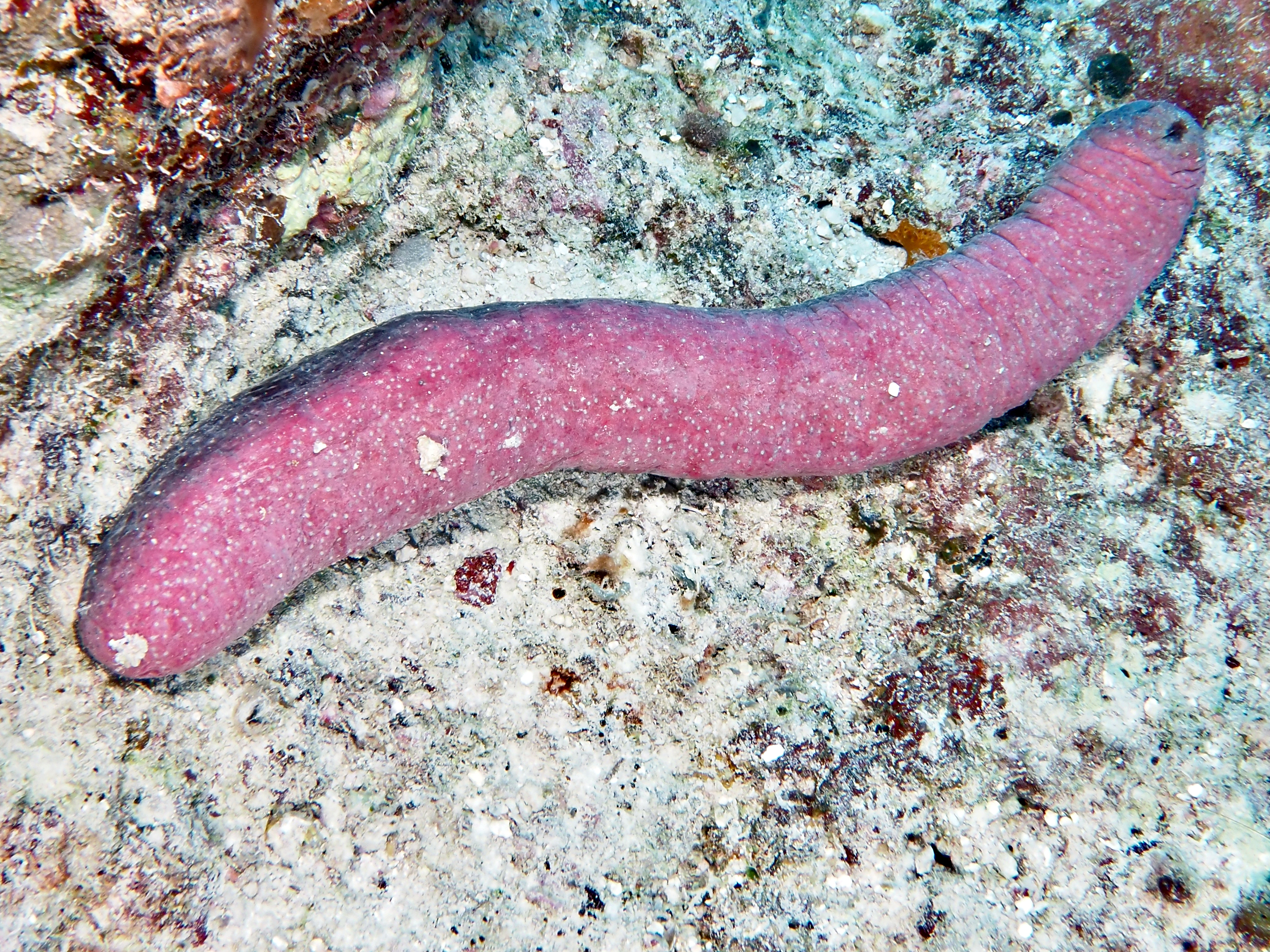 Pinkfish Sea Cucumber - Holothuria edulis