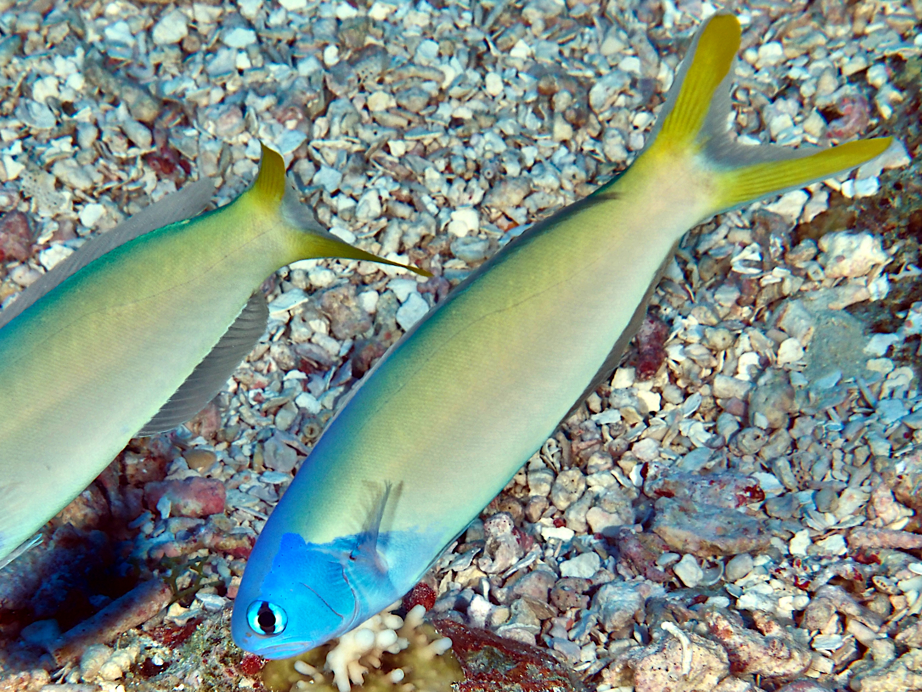 Bluehead Tilefish - Hoplolatilus starcki