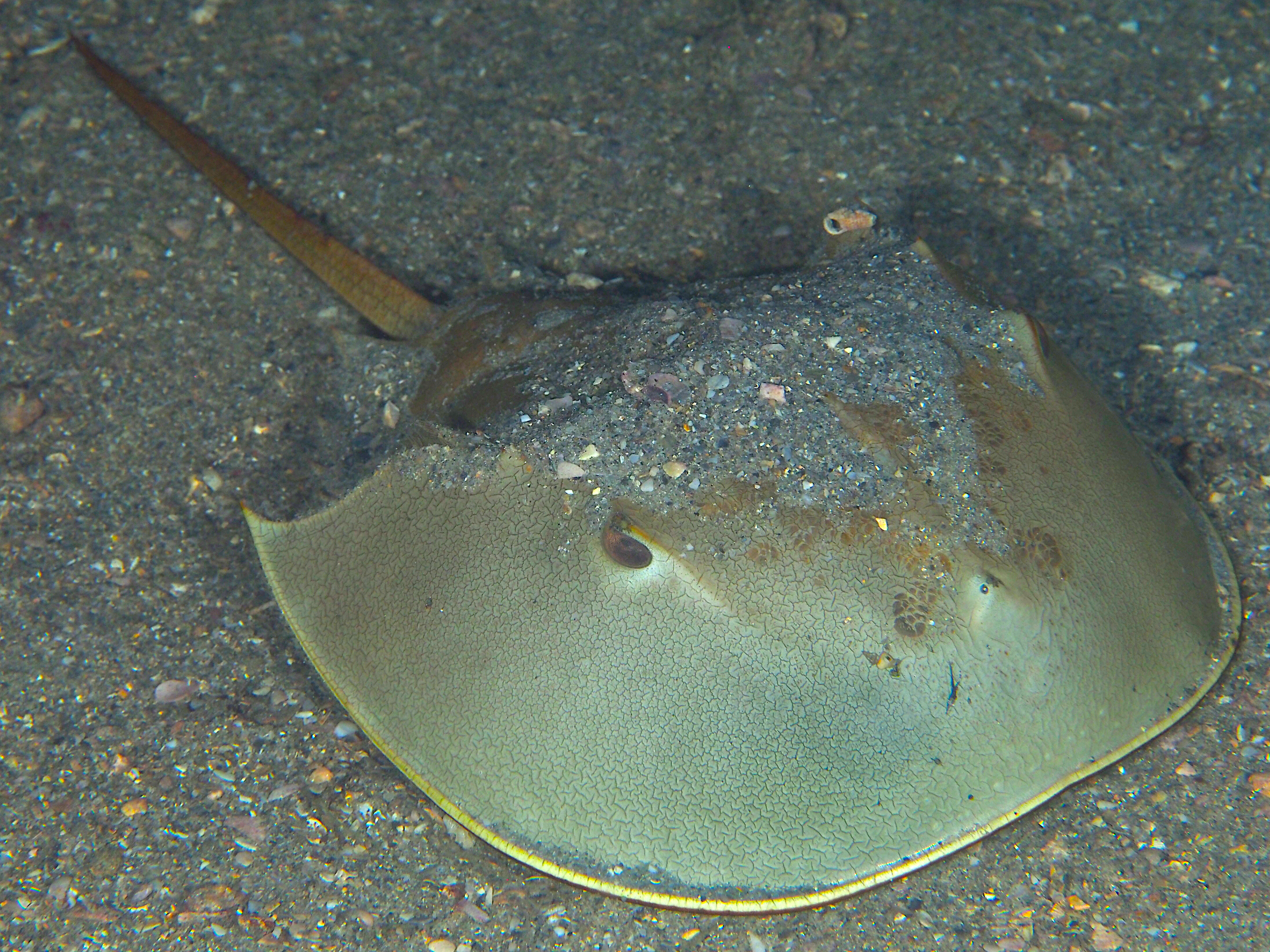 Atlantic Horseshoe Crab - Limulus polyphemus