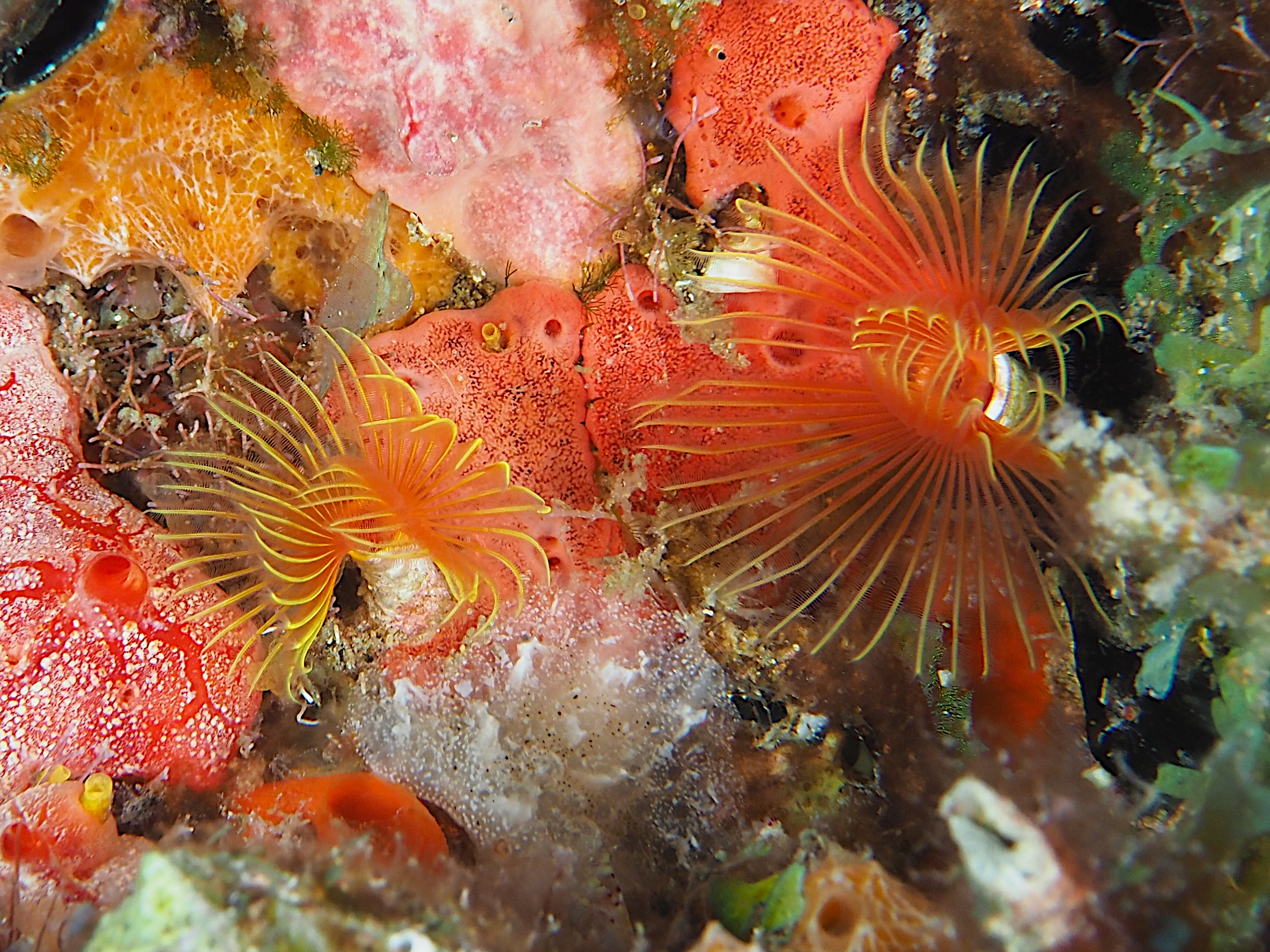 Star Horseshoe Worm - Pomatostegus stellatus