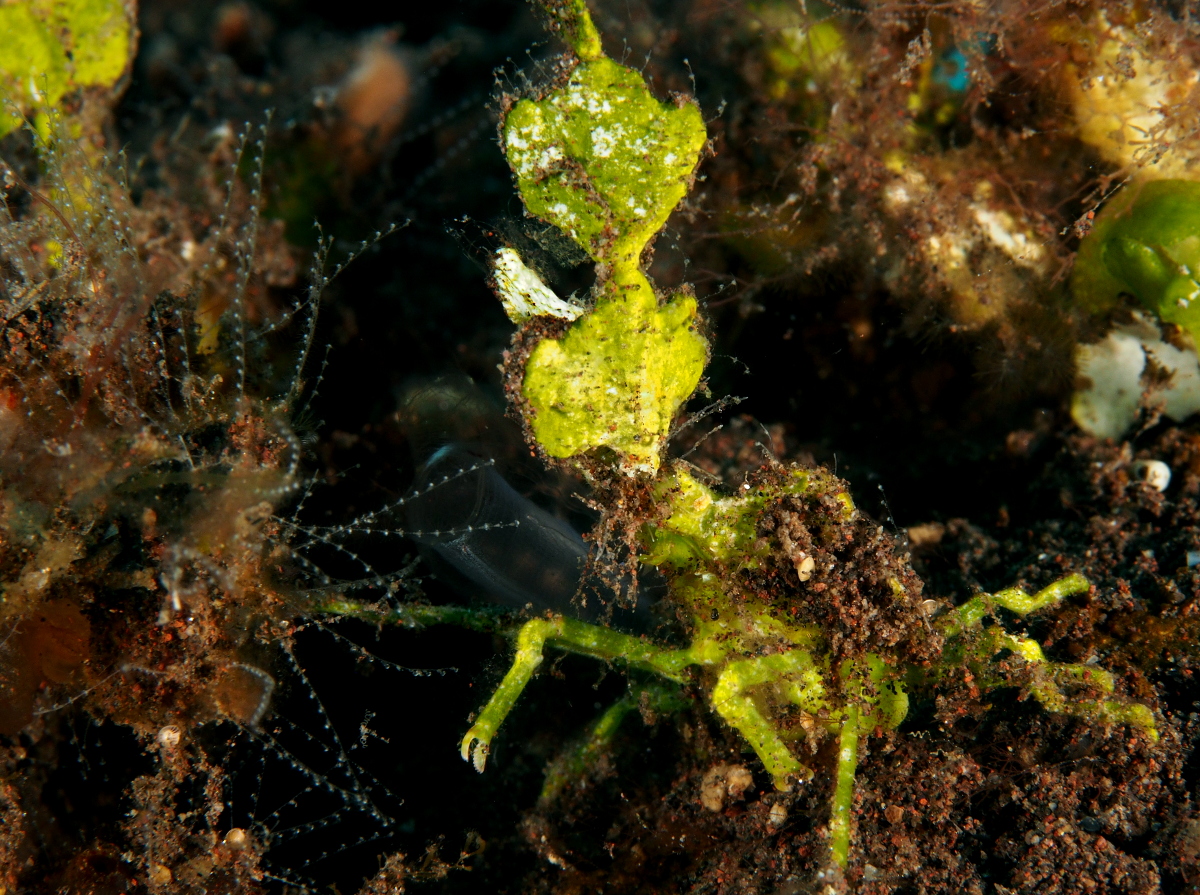 Arrowhead Crab - Huenia heraldica