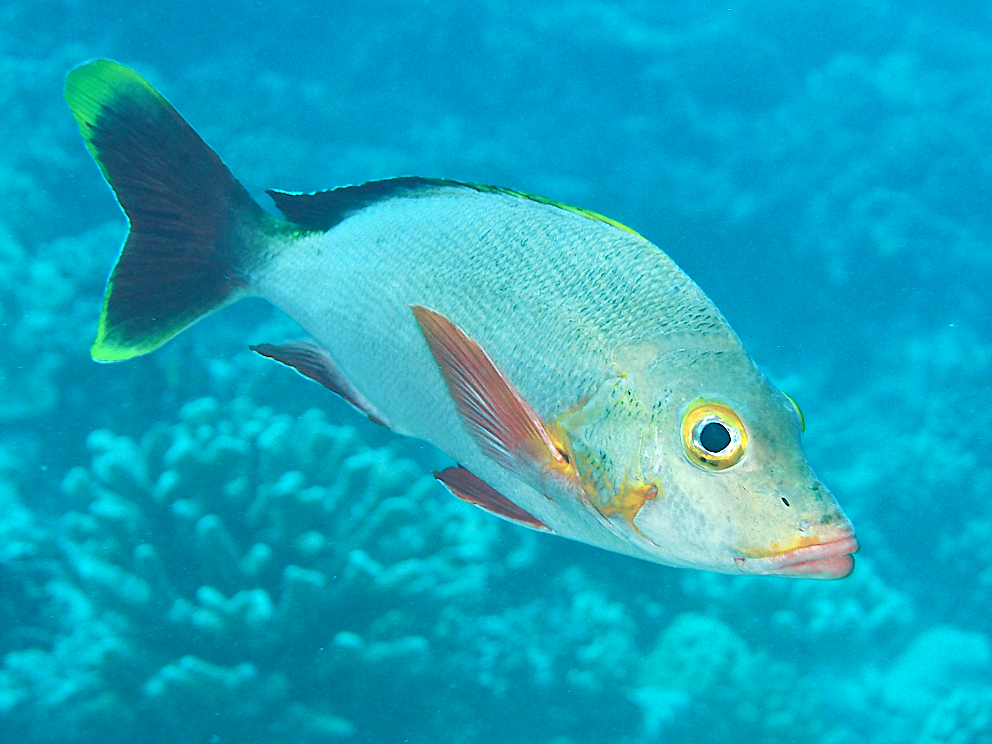 Humpback Snapper - Lutjanus gibbus - Moorea, French Polynesia