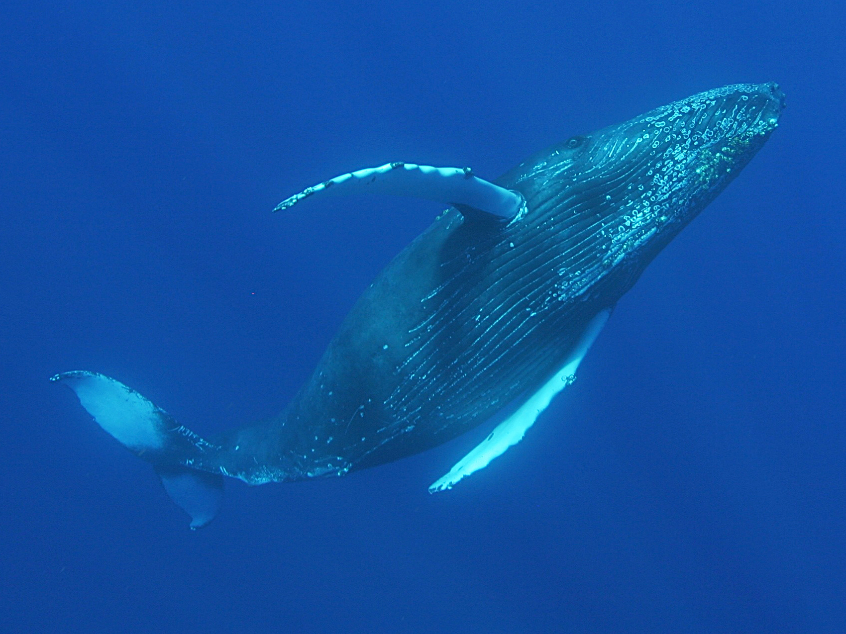 Humpback Whale - Megaptera novaeangliae - N/A