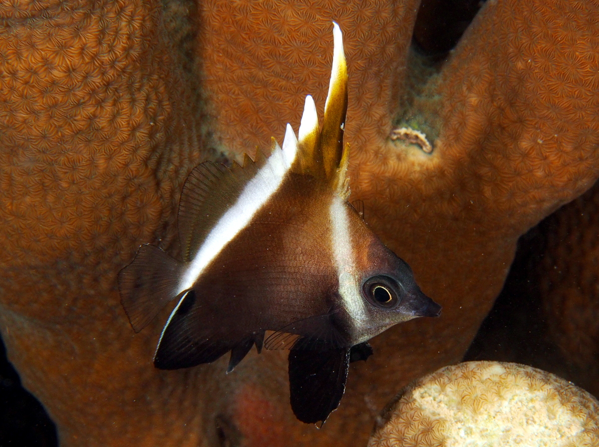 Humphead Bannerfish - Heniochus varius