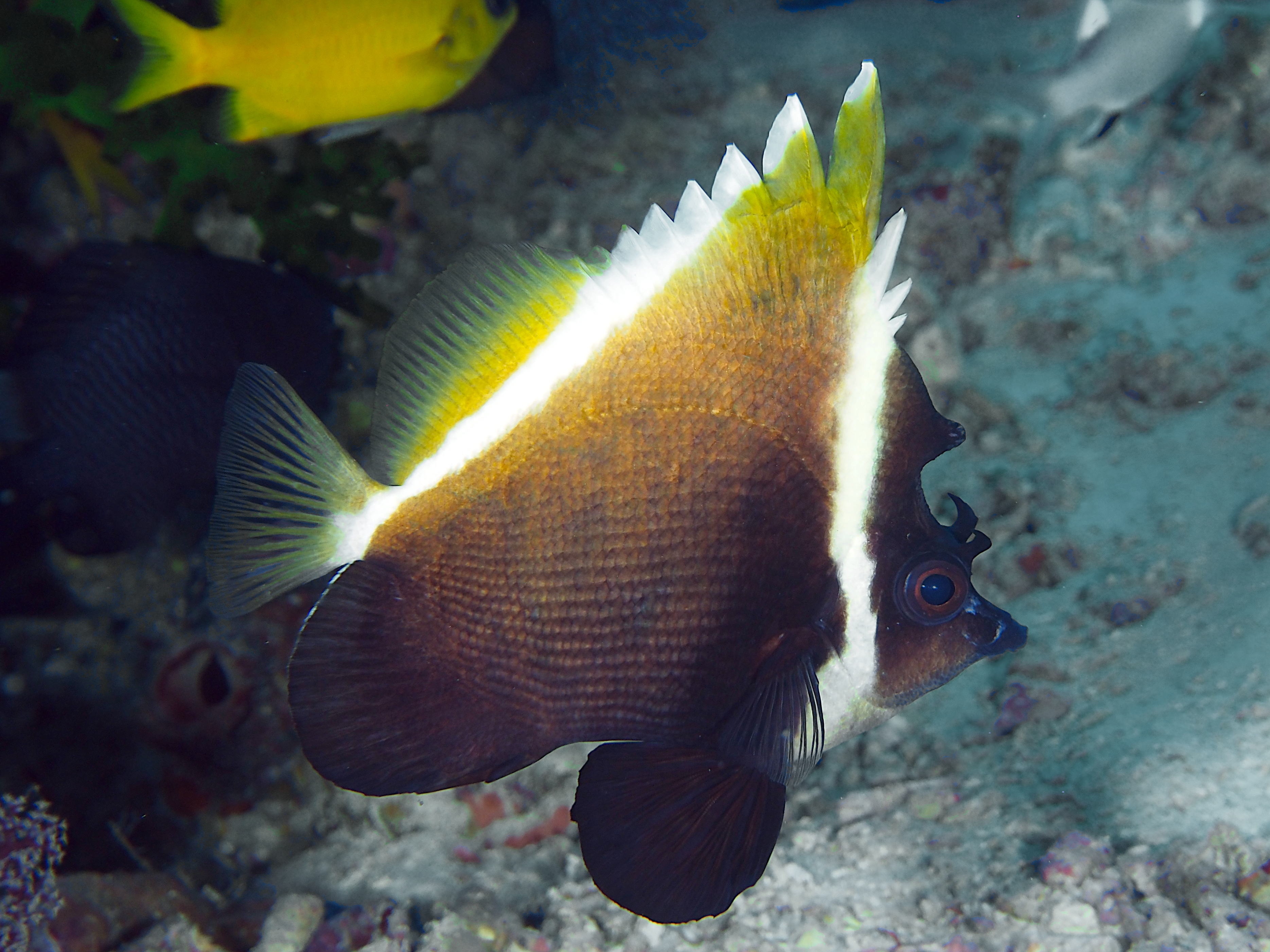 Humphead Bannerfish - Heniochus varius