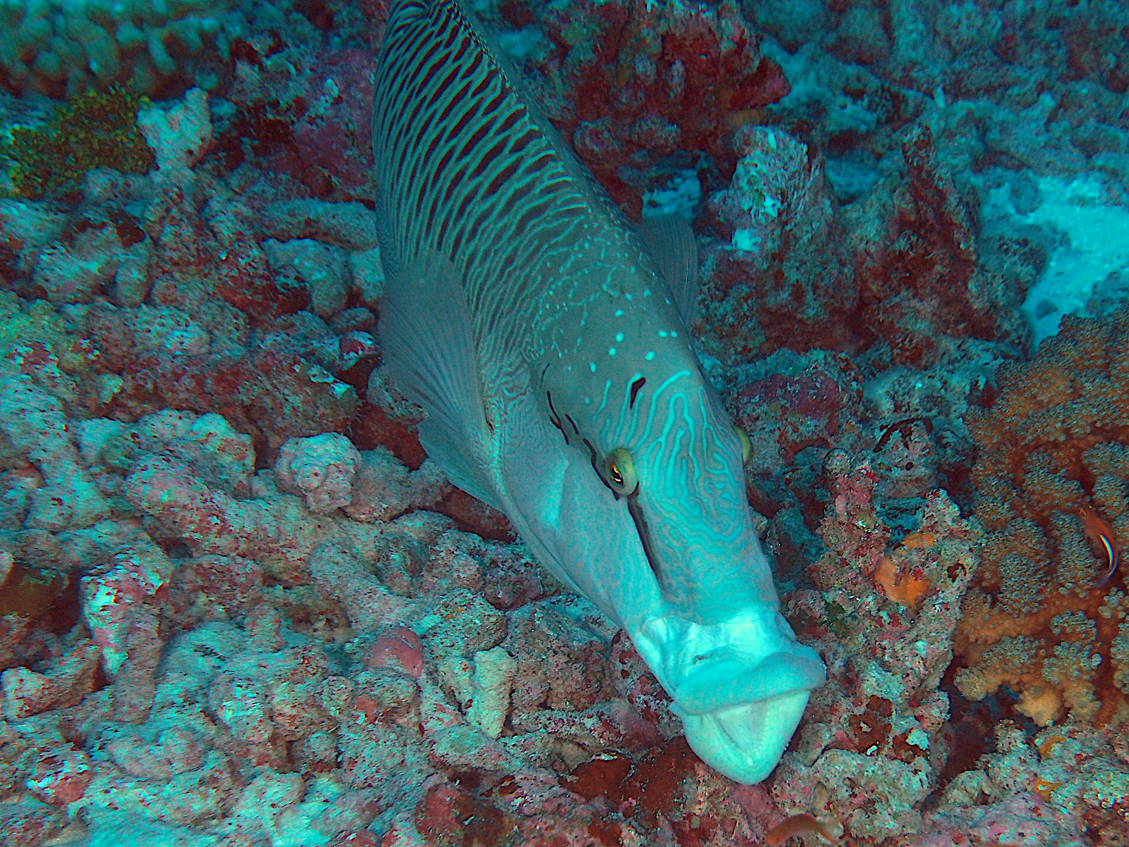 Humphead Wrasse - Cheilinus undulatus