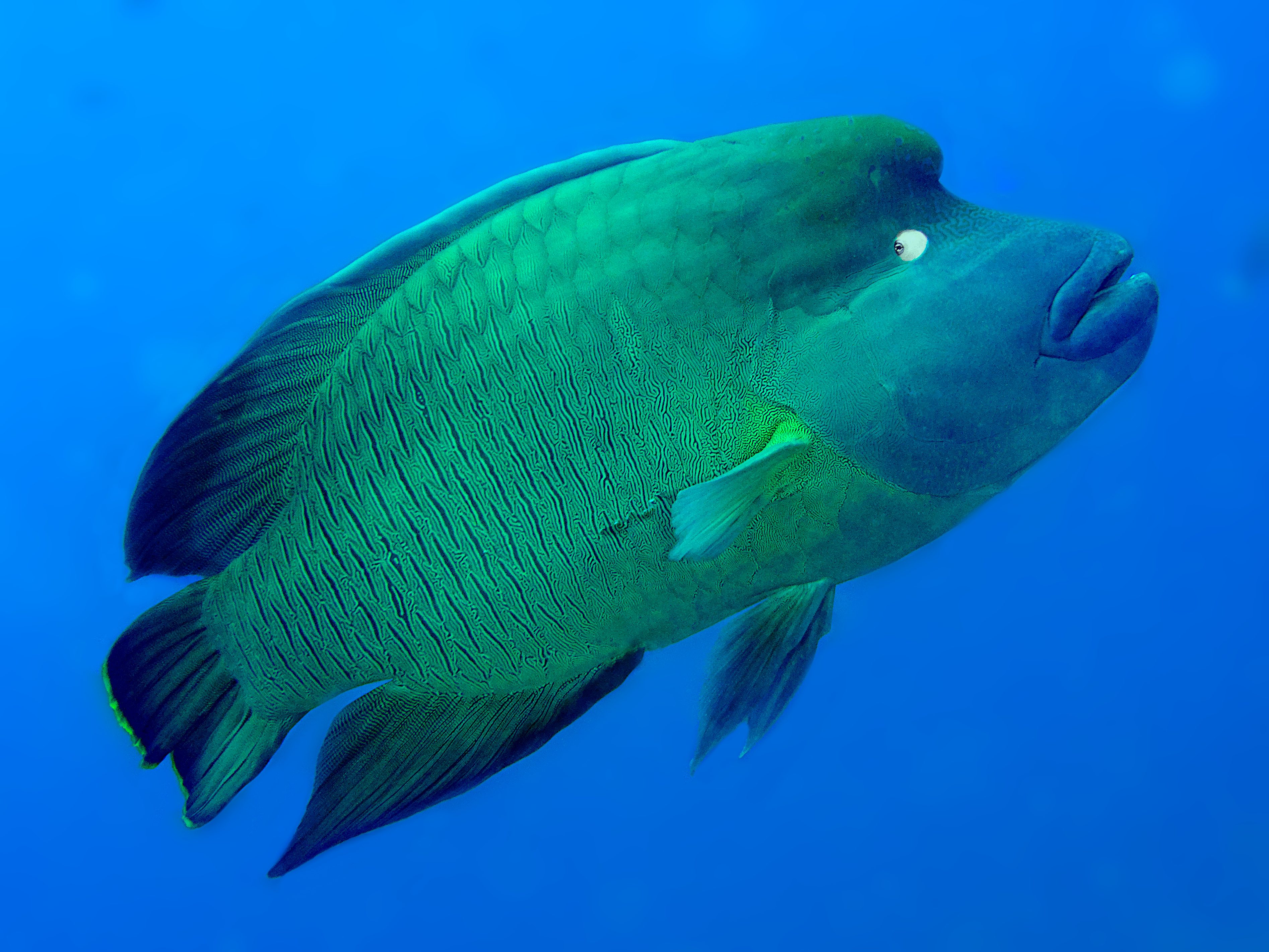 Humphead Wrasse - Cheilinus undulatus