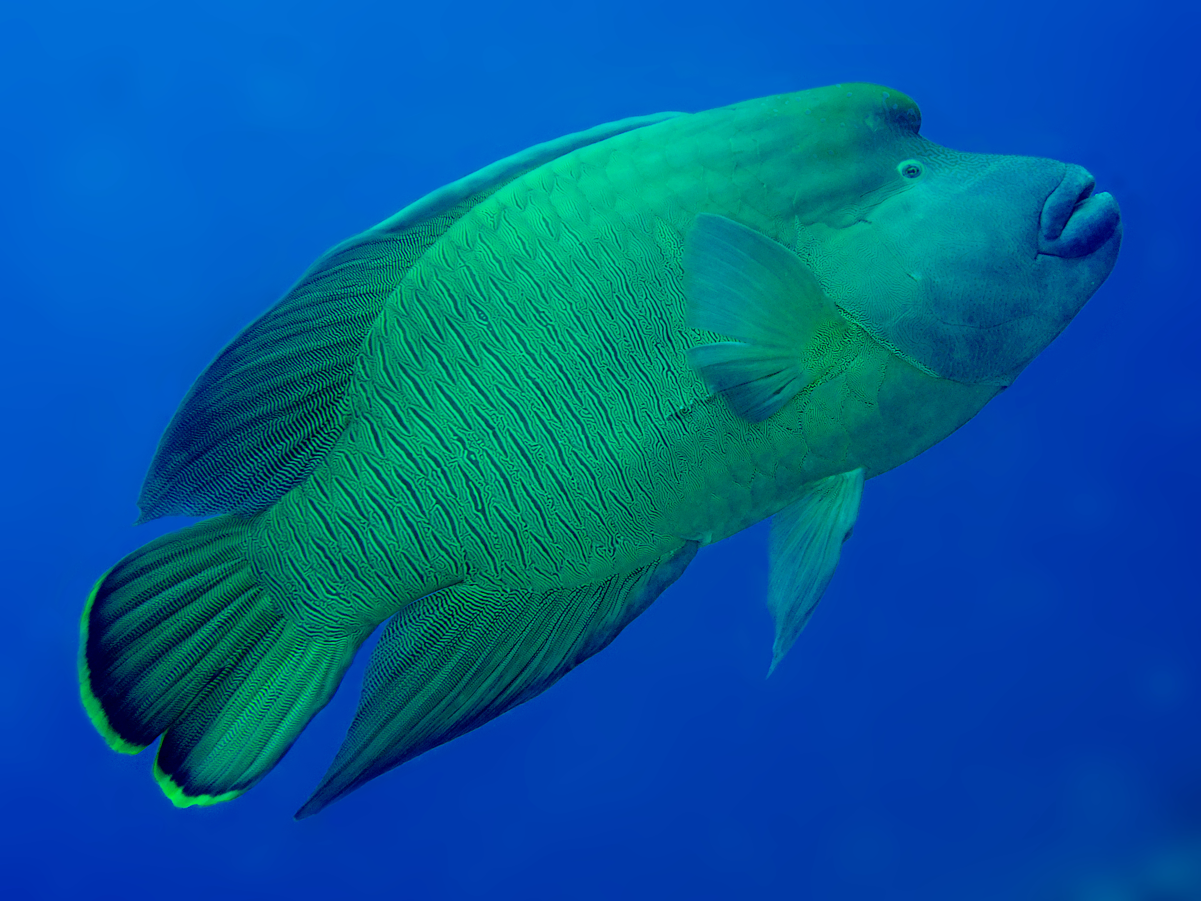 Humphead Wrasse - Cheilinus undulatus