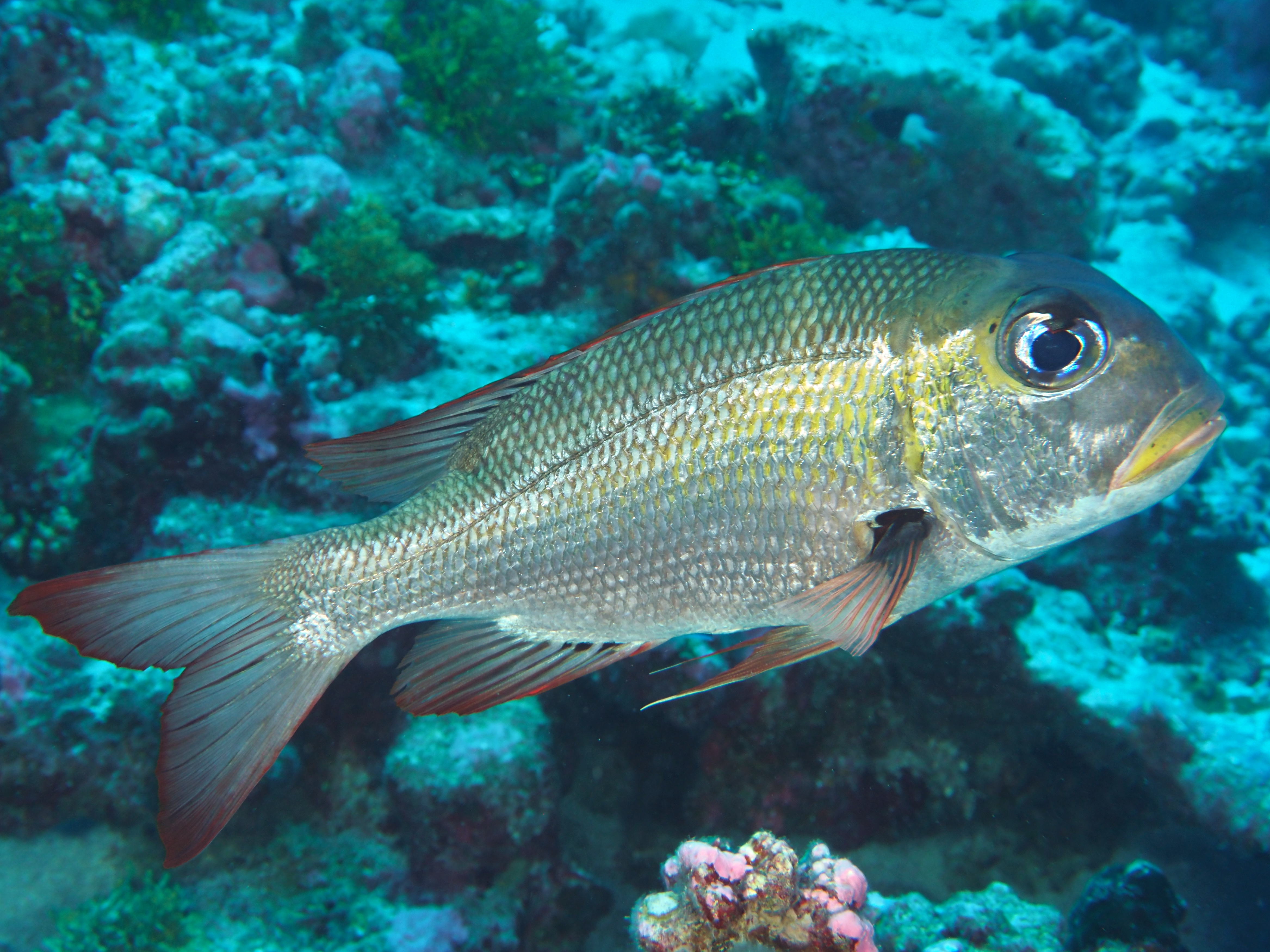 Humpnose Bigeye Bream - Monotaxis grandoculis