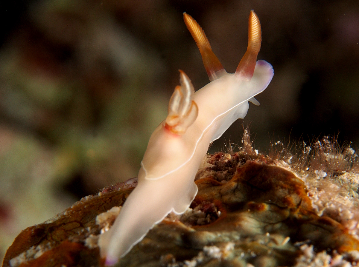 Bullock's Hypselodoris - Hypselodoris bullockii