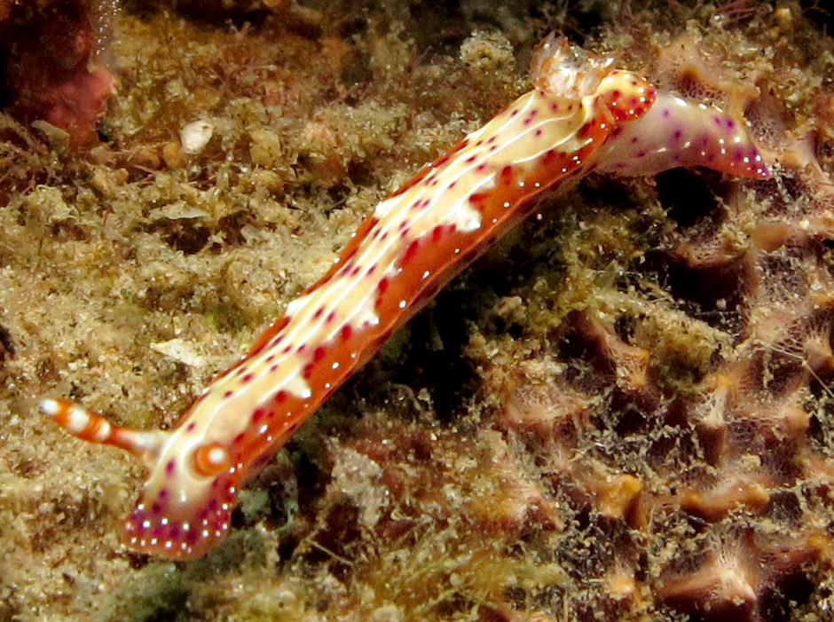 Decorated Hypselodoris - Hypselodoris decorata - Dumaguete, Philippines