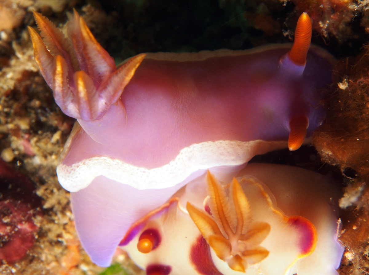 Hypselodoris iba - Hypselodoris iba