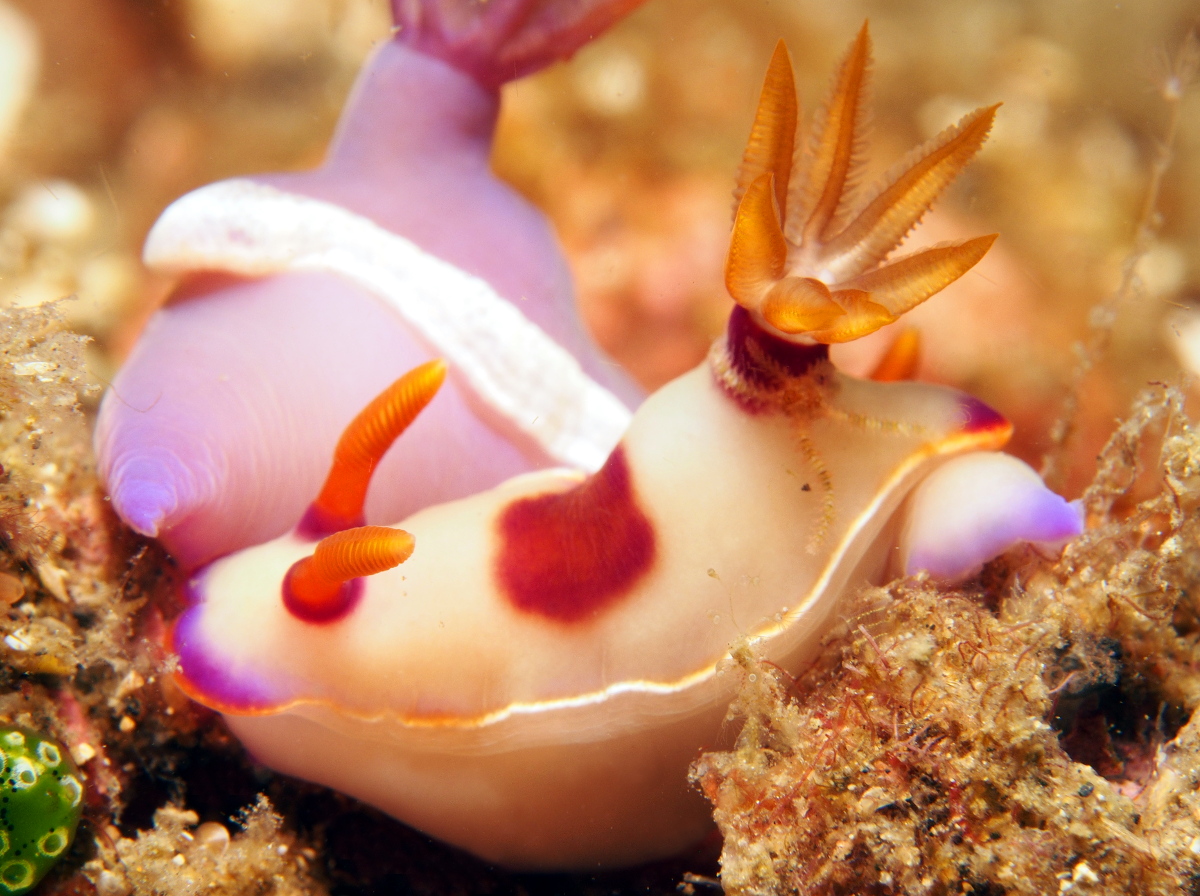 Hypselodoris iba - Hypselodoris iba