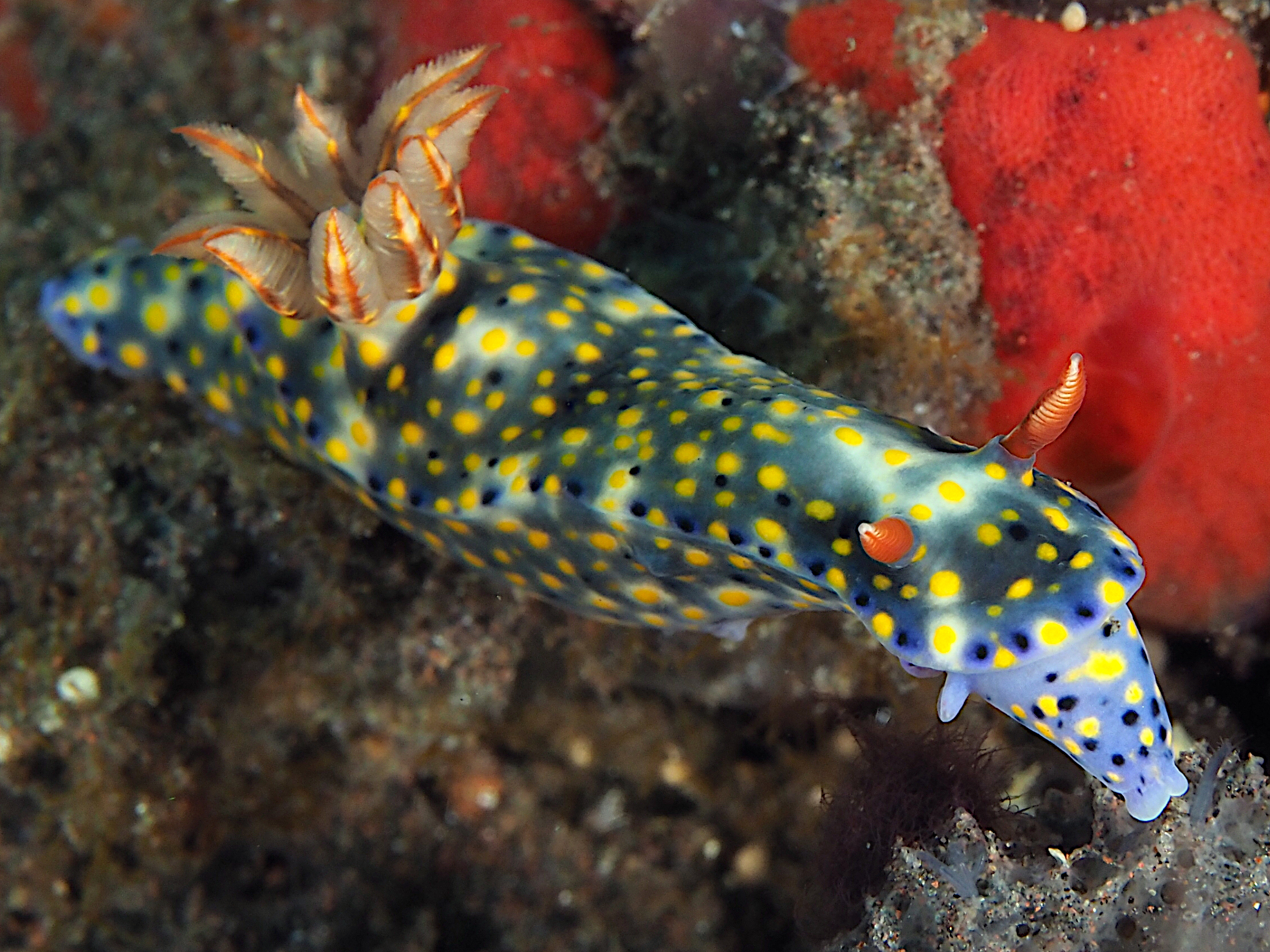 Colorful Hypselodoris - Hypselodoris infucata