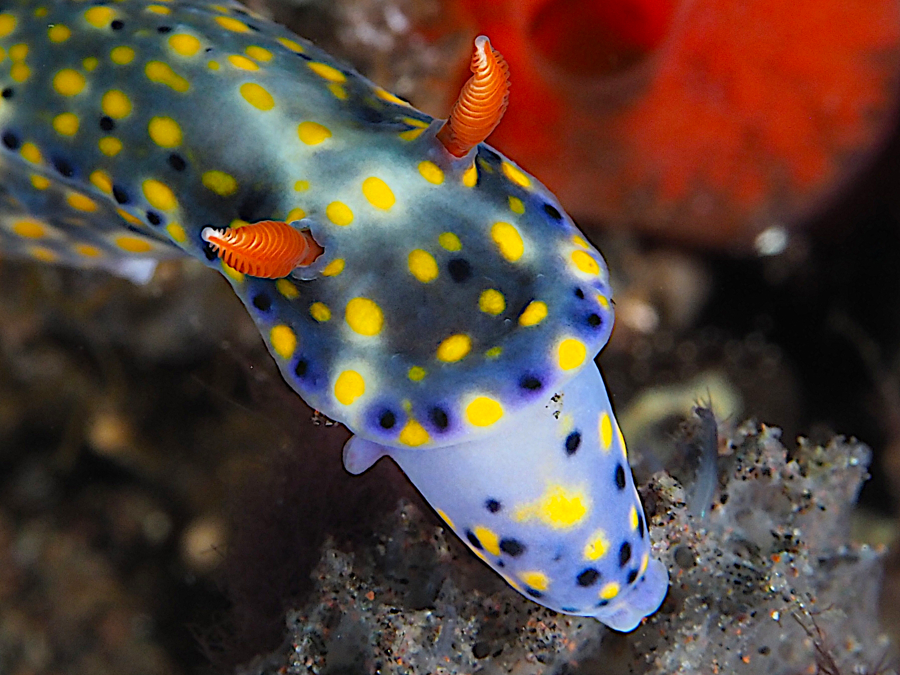 Colorful Hypselodoris - Hypselodoris infucata