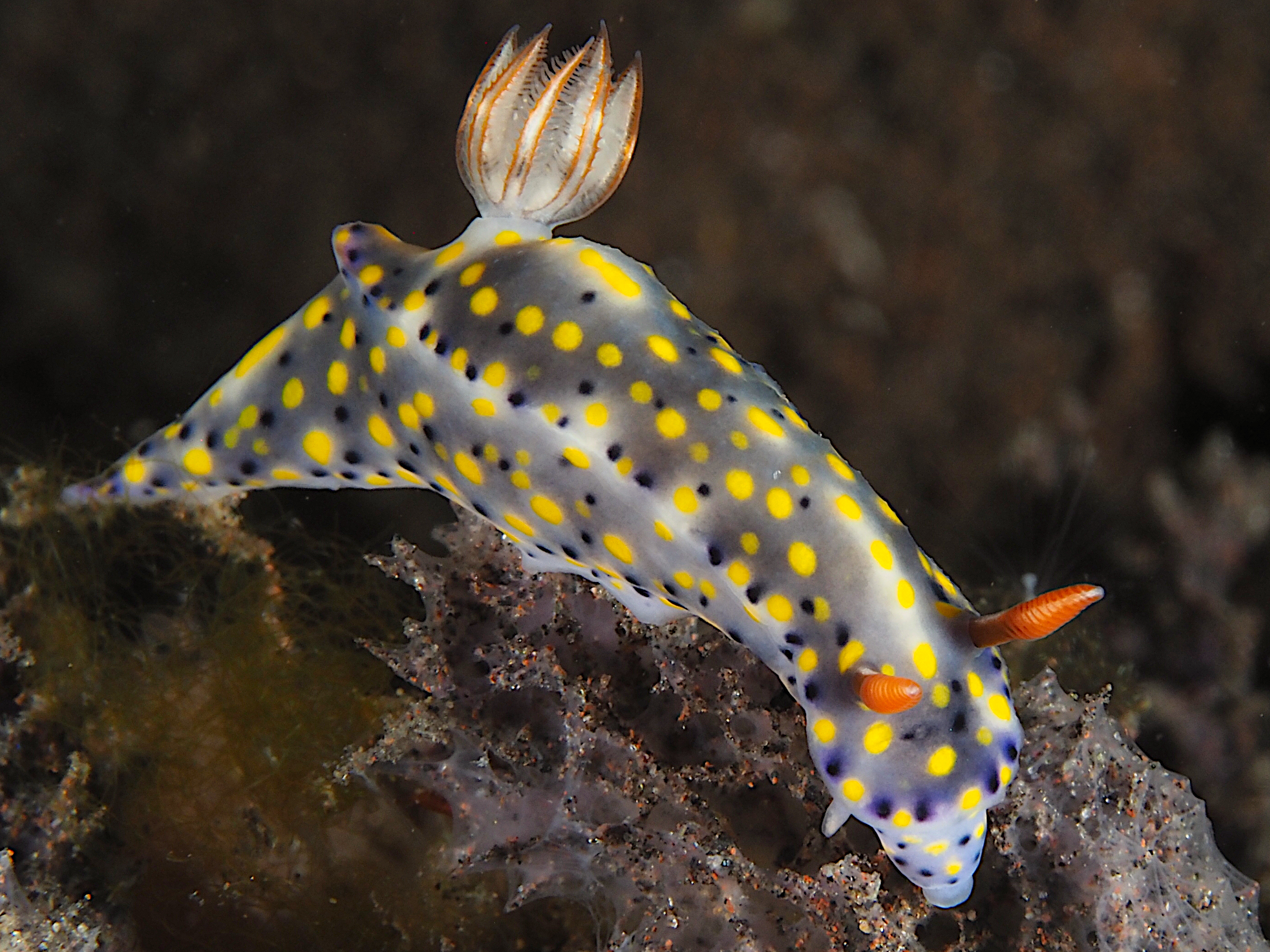 Colorful Hypselodoris - Hypselodoris infucata