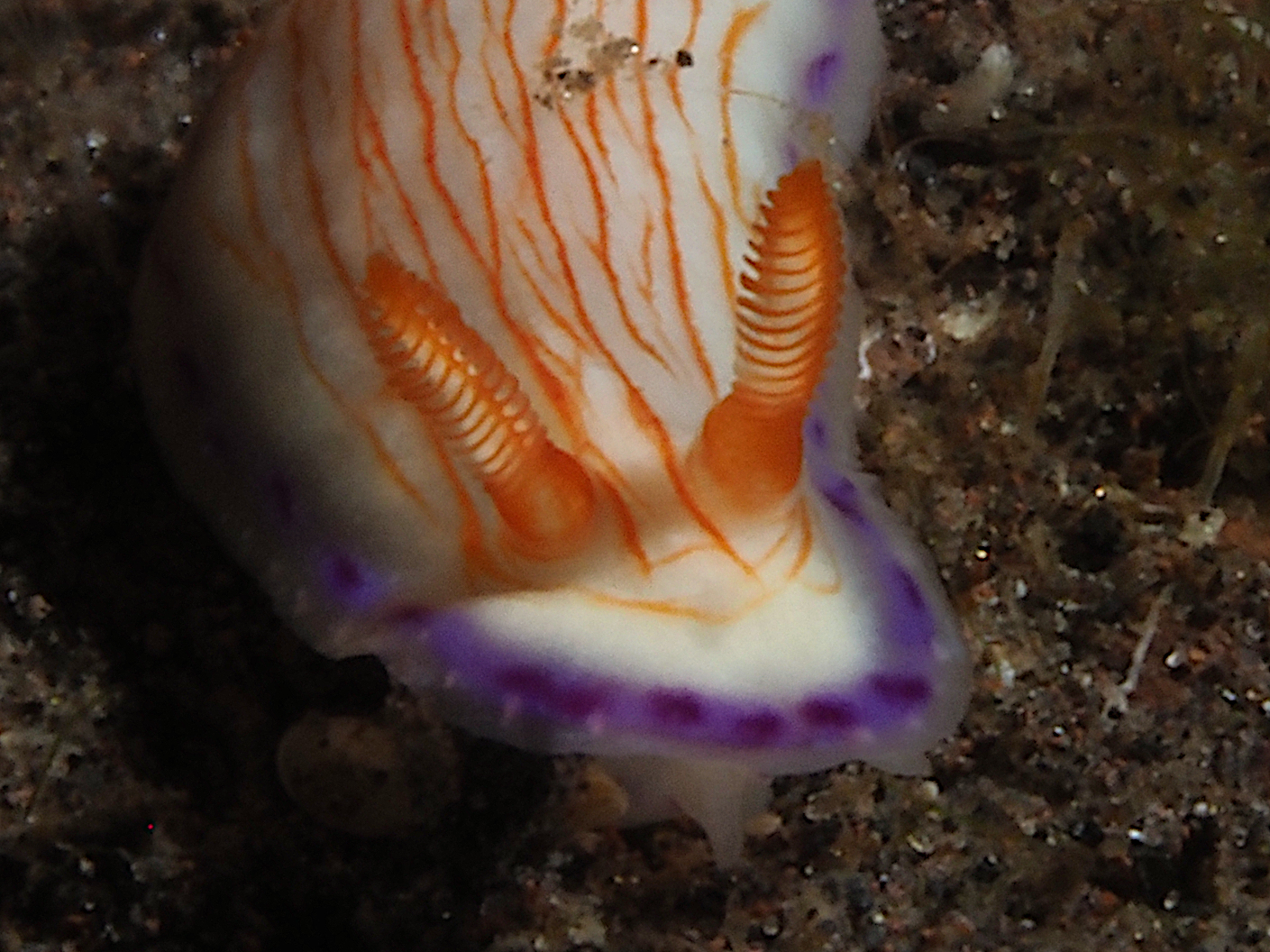 Katherina's Hypselodoris - Hypselodoris katherinae