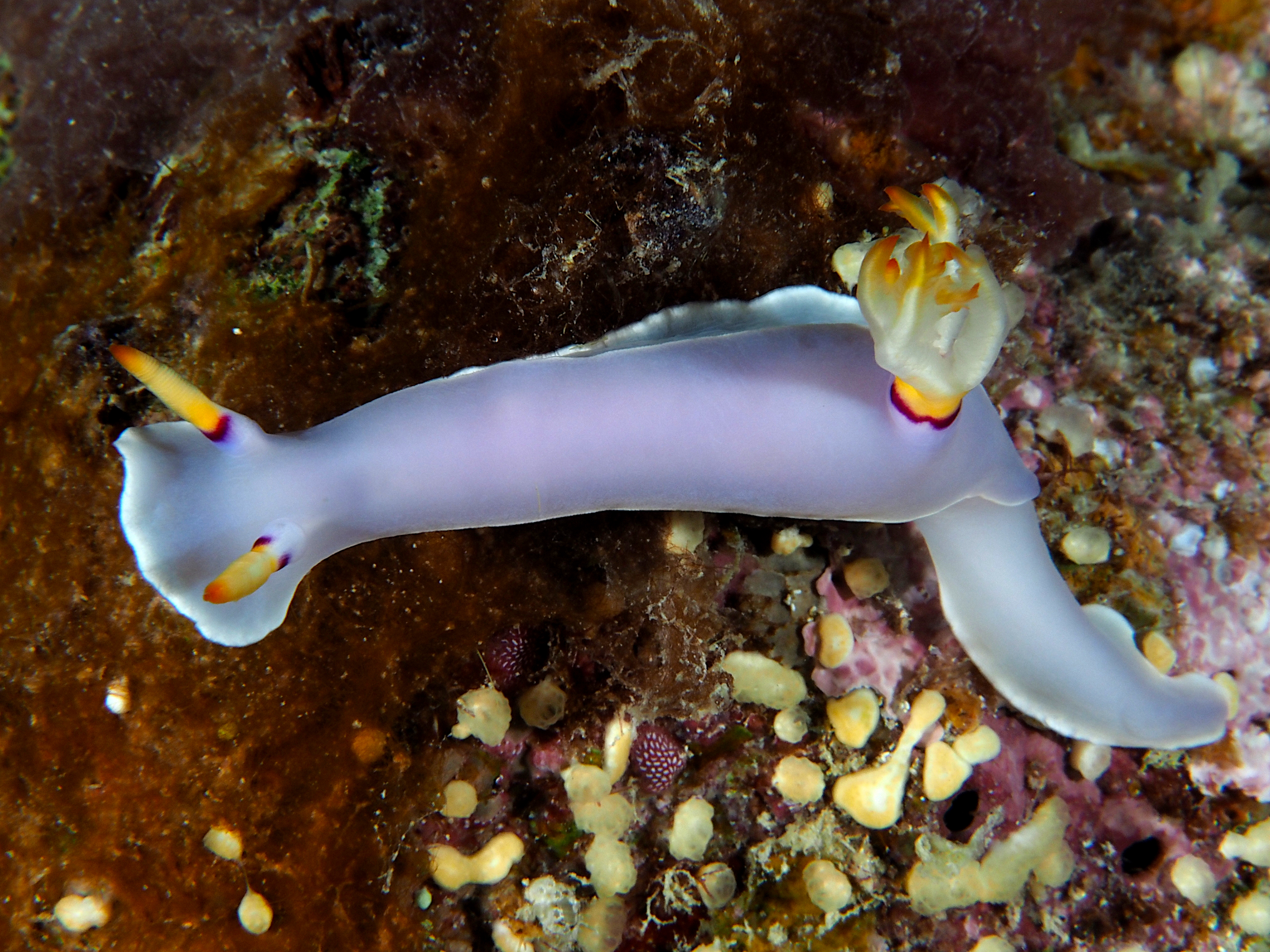 Melanesian Hypselodoris - Hypselodoris melanesica