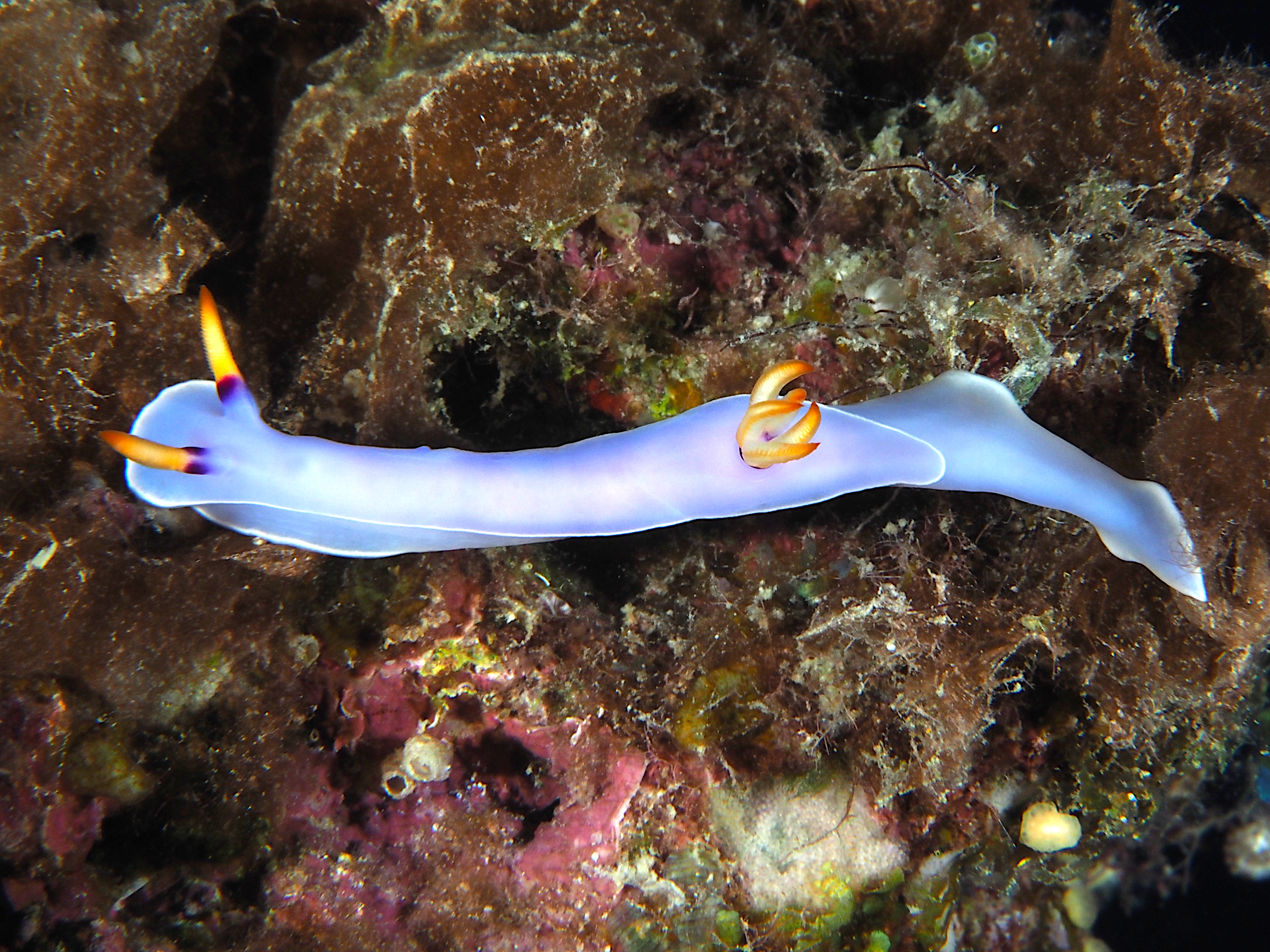 Melanesian Hypselodoris - Hypselodoris melanesica