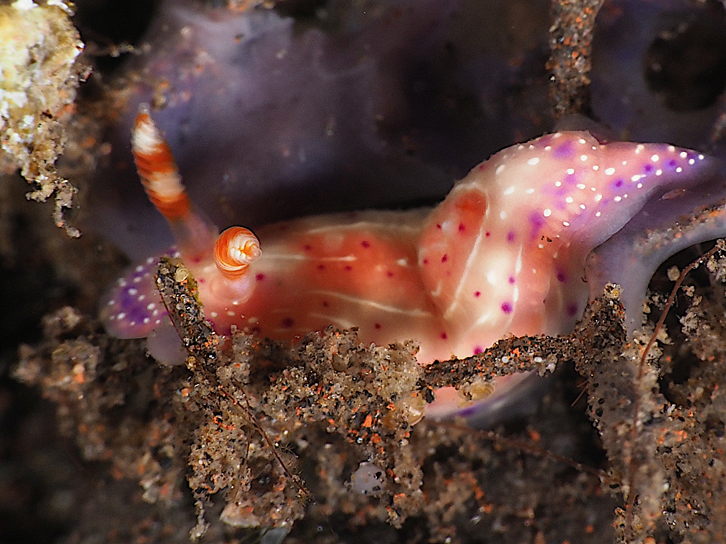 Paradise Hypselodoris - Hypselodoris paradisa - Bali, Indonesia