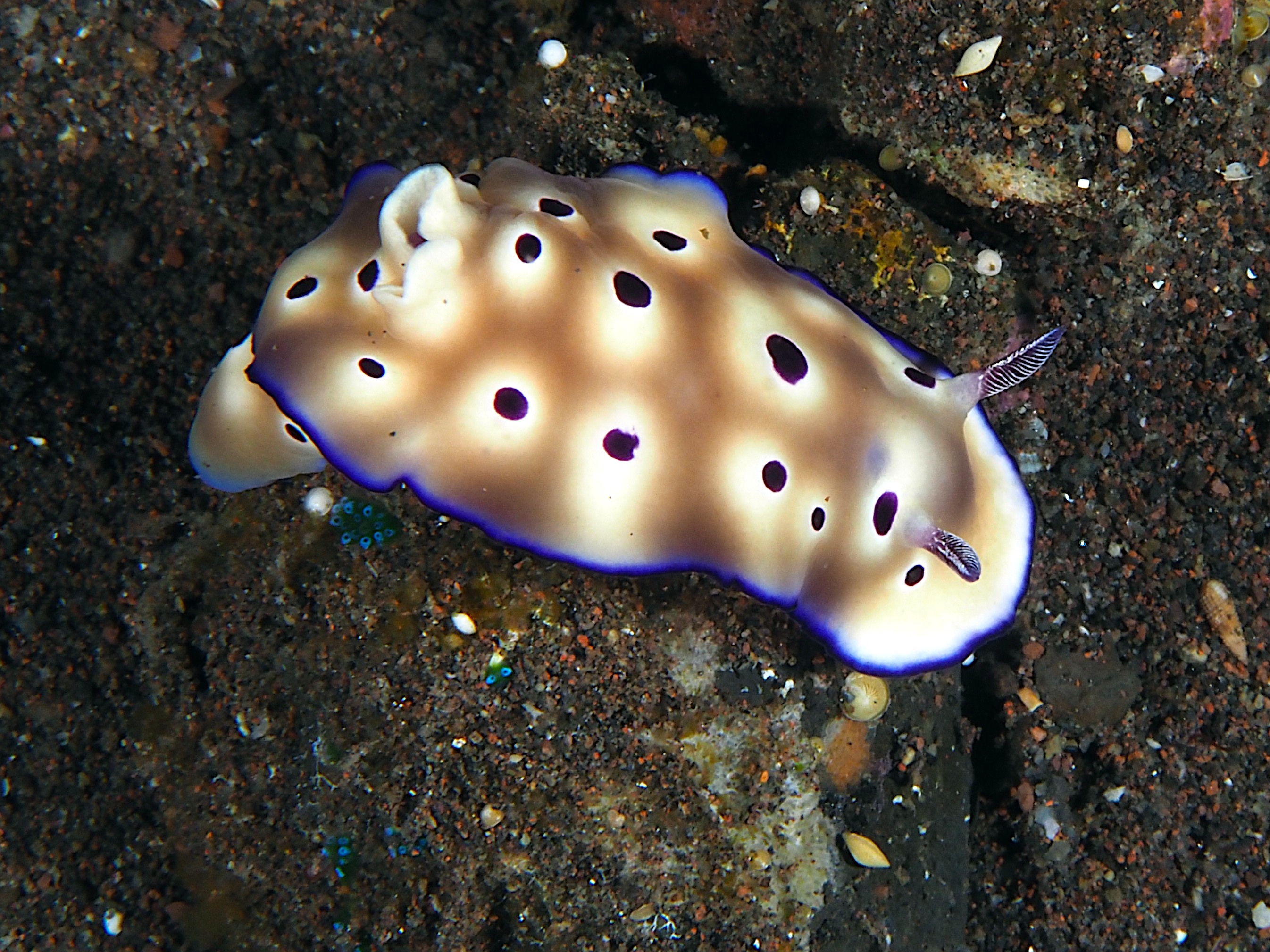 Tryon's Risbecia - Hypselodoris tryoni