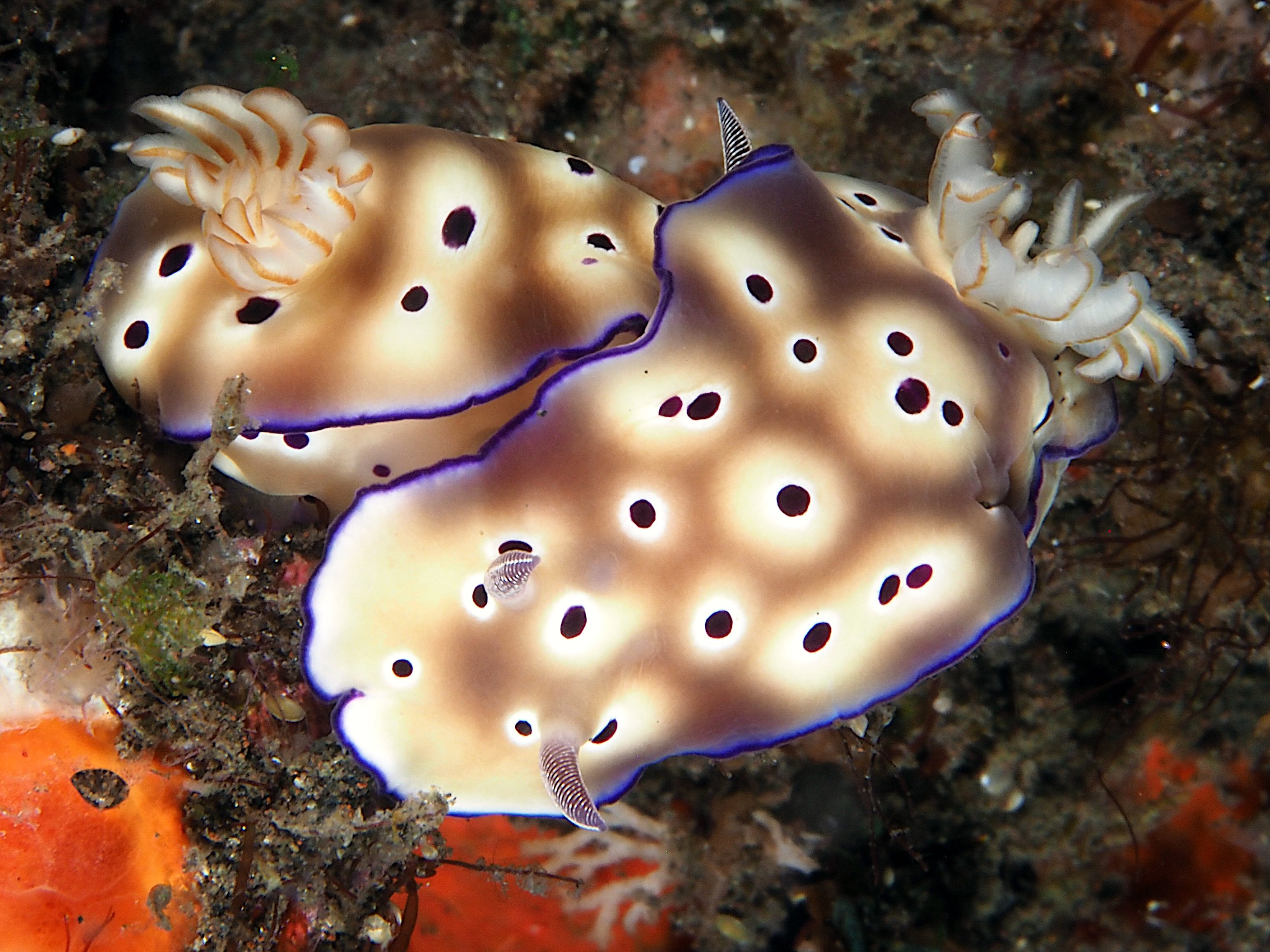 Tryon's Risbecia - Hypselodoris tryoni