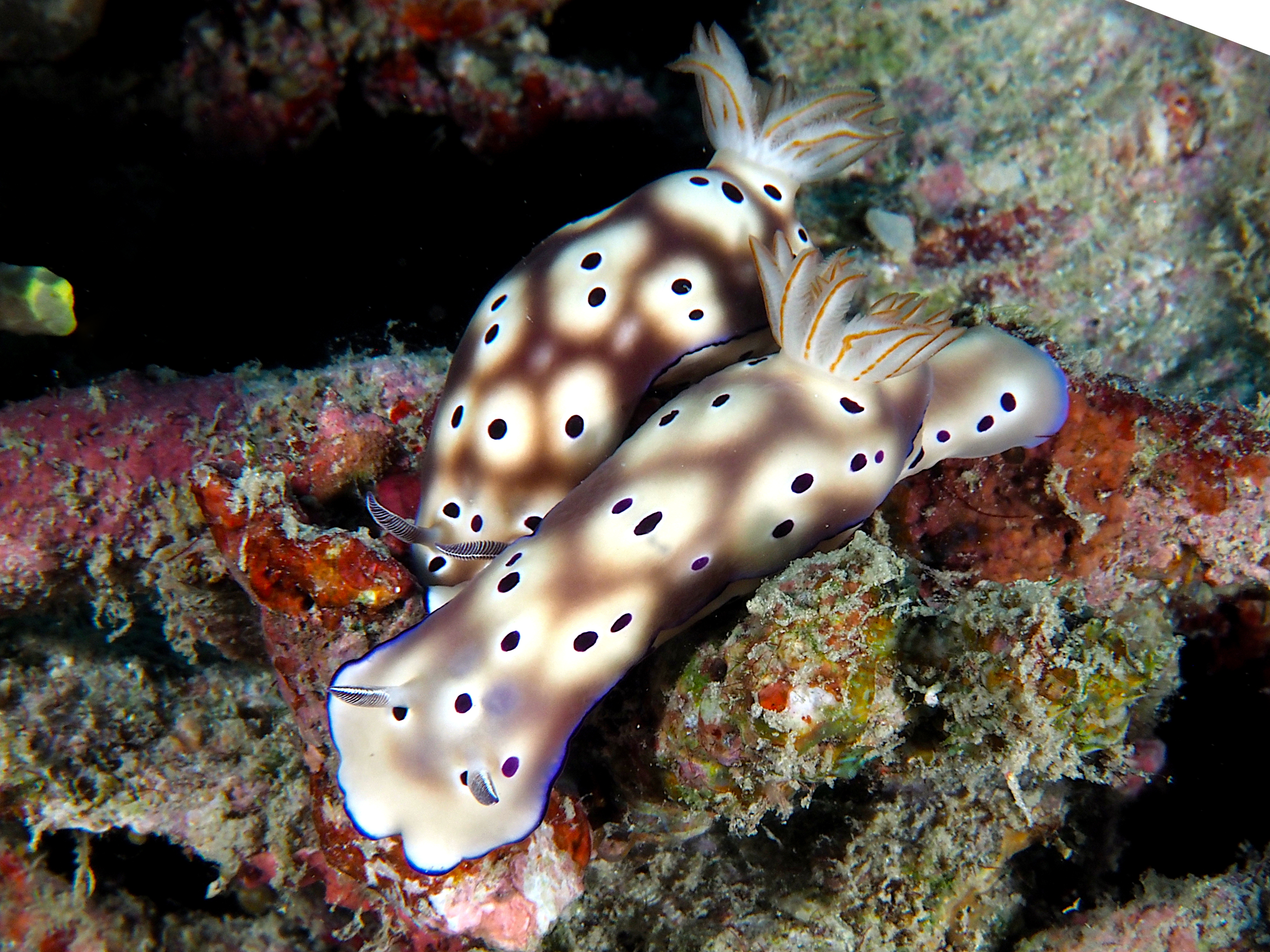 Tryon's Risbecia - Hypselodoris tryoni