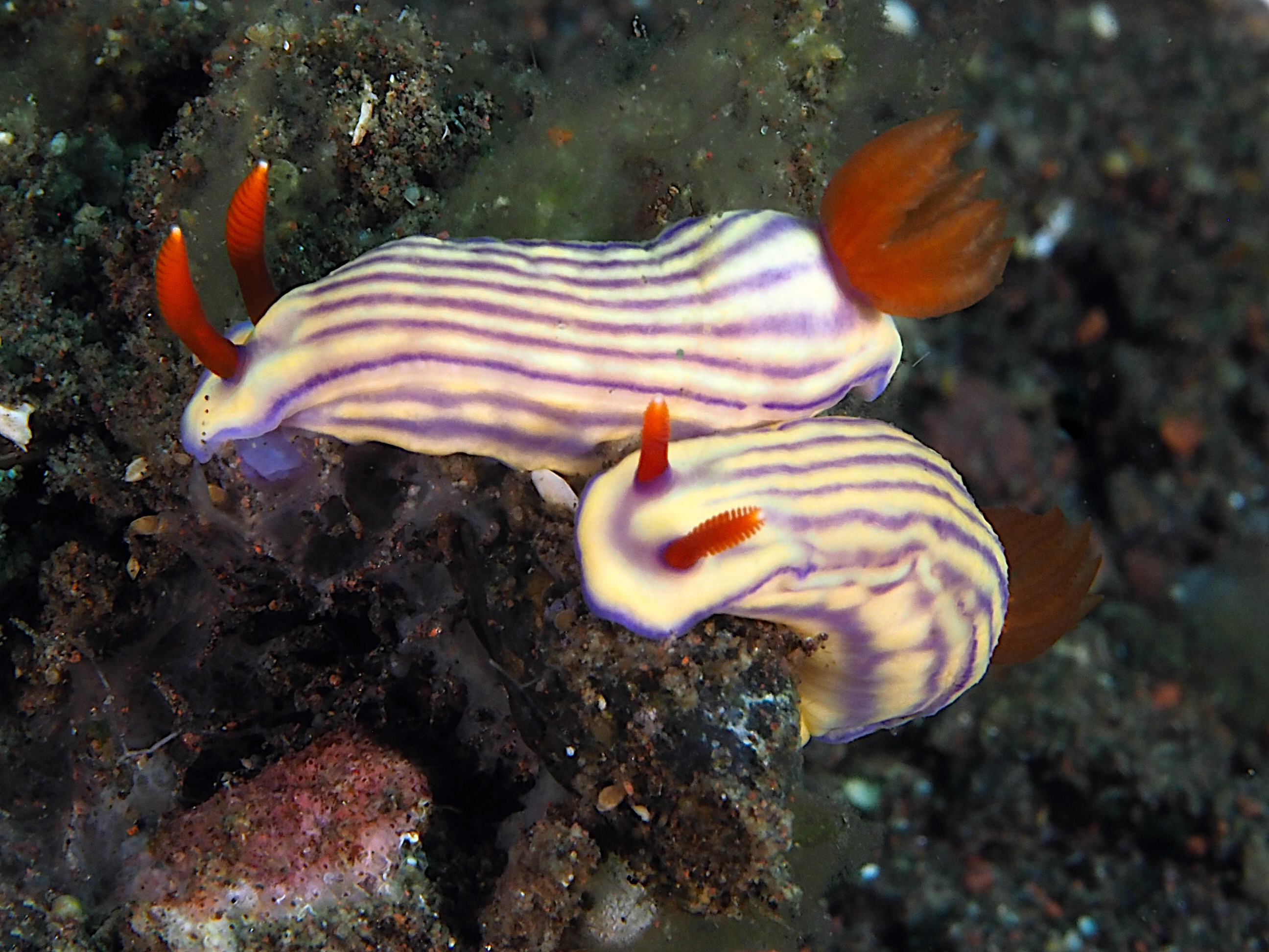 White's Hypselodoris - Hypselodoris whitei