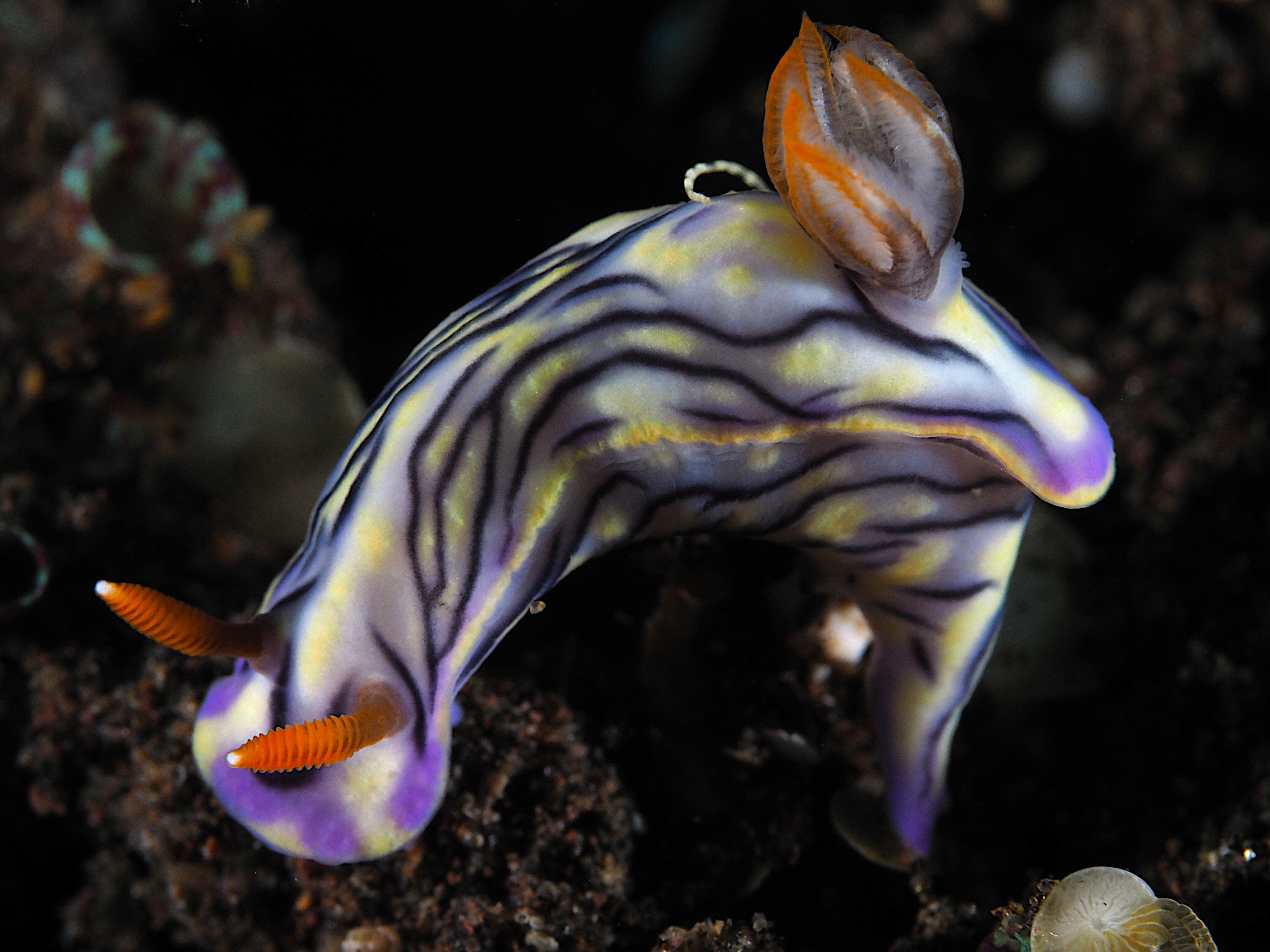 West Wind Hypselodoris - Hypselodoris zephyra