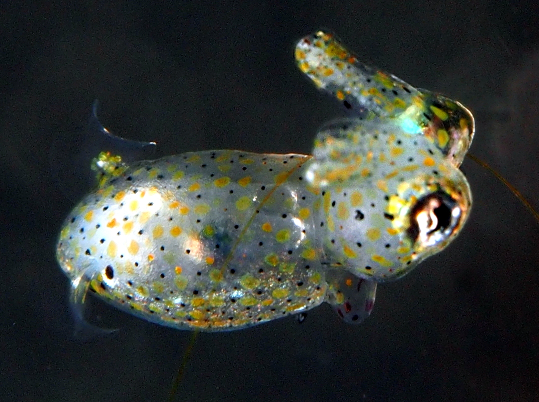 Two-Tone Pygmy Squid - Idiosepius pygmaeus - Lembeh Strait, Indonesia