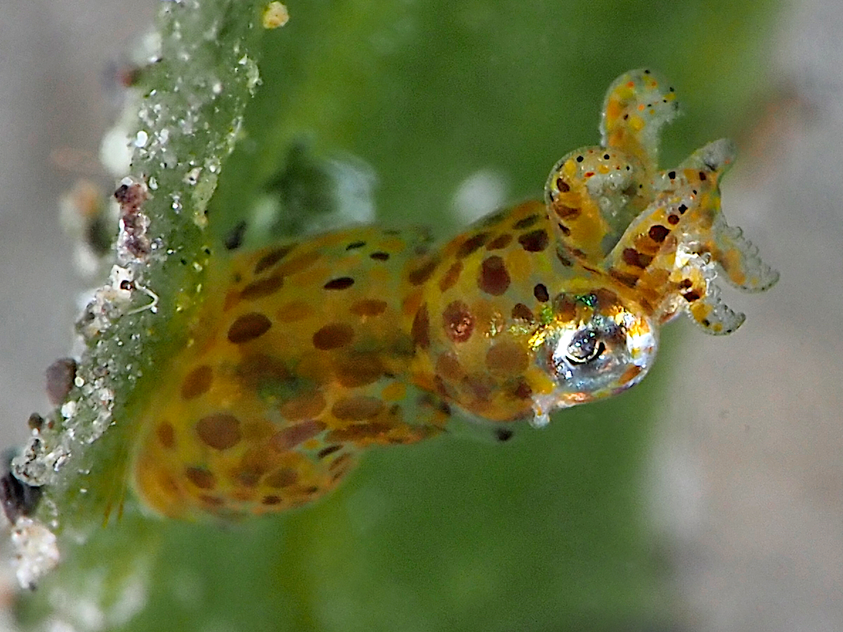 Two-Tone Pygmy Squid - Idiosepius pygmaeus