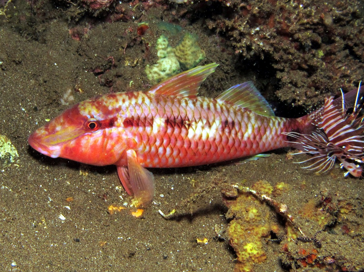 Indian Goatfish - Parupeneus indicus