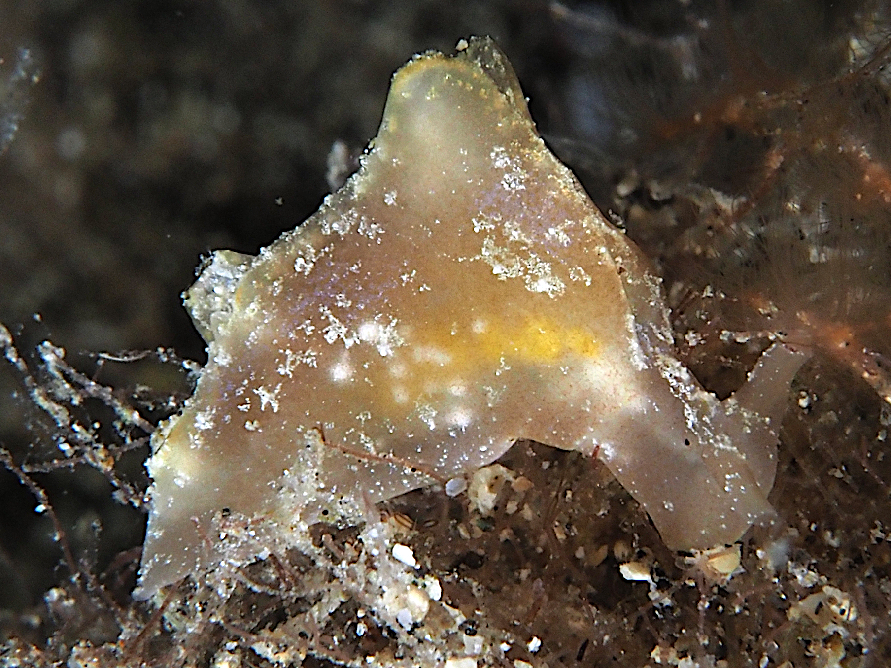 Indian Sea Hare - Notarchus indicus